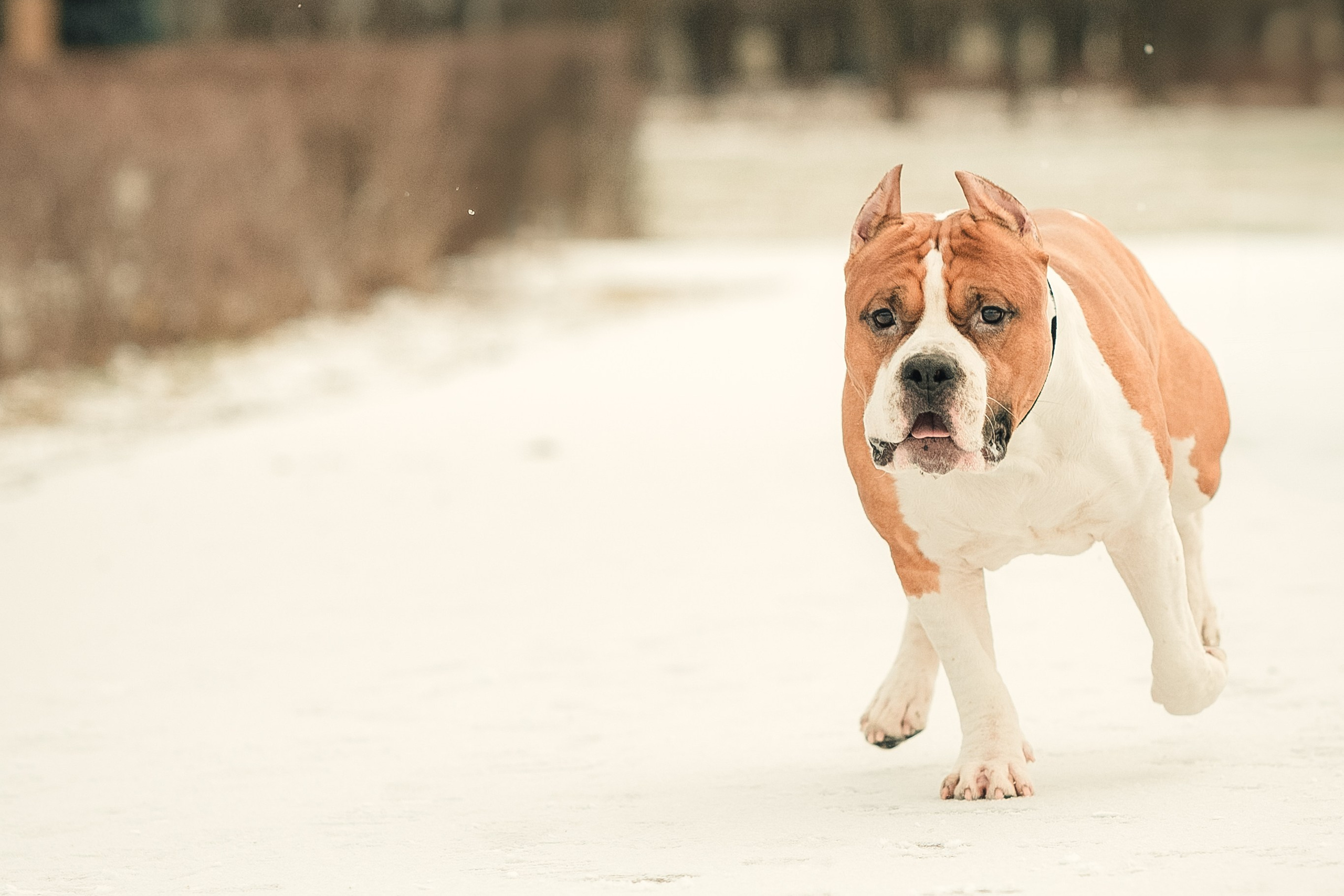 Анна и Феникс