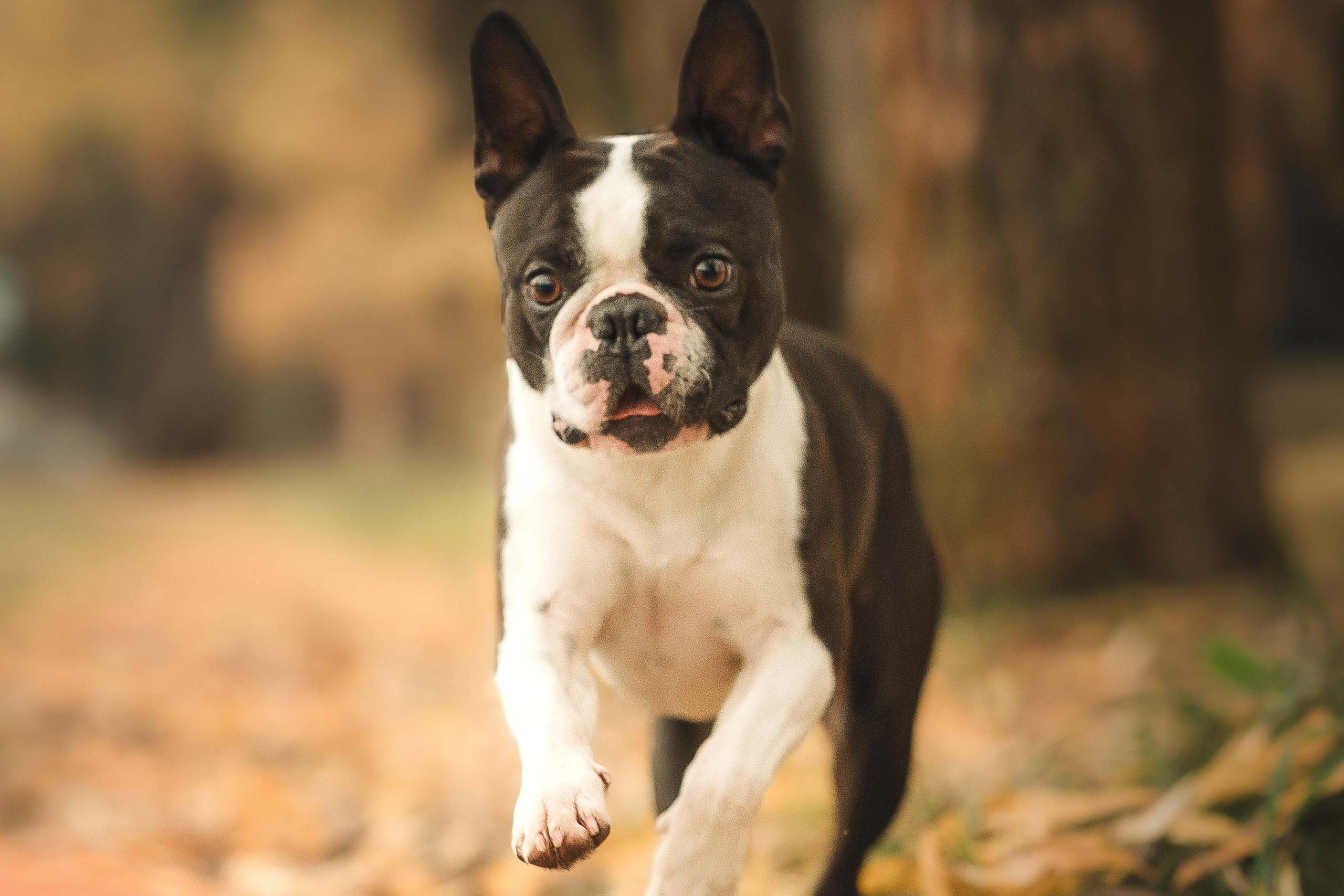 Красавчик Стич. Бостон терьер