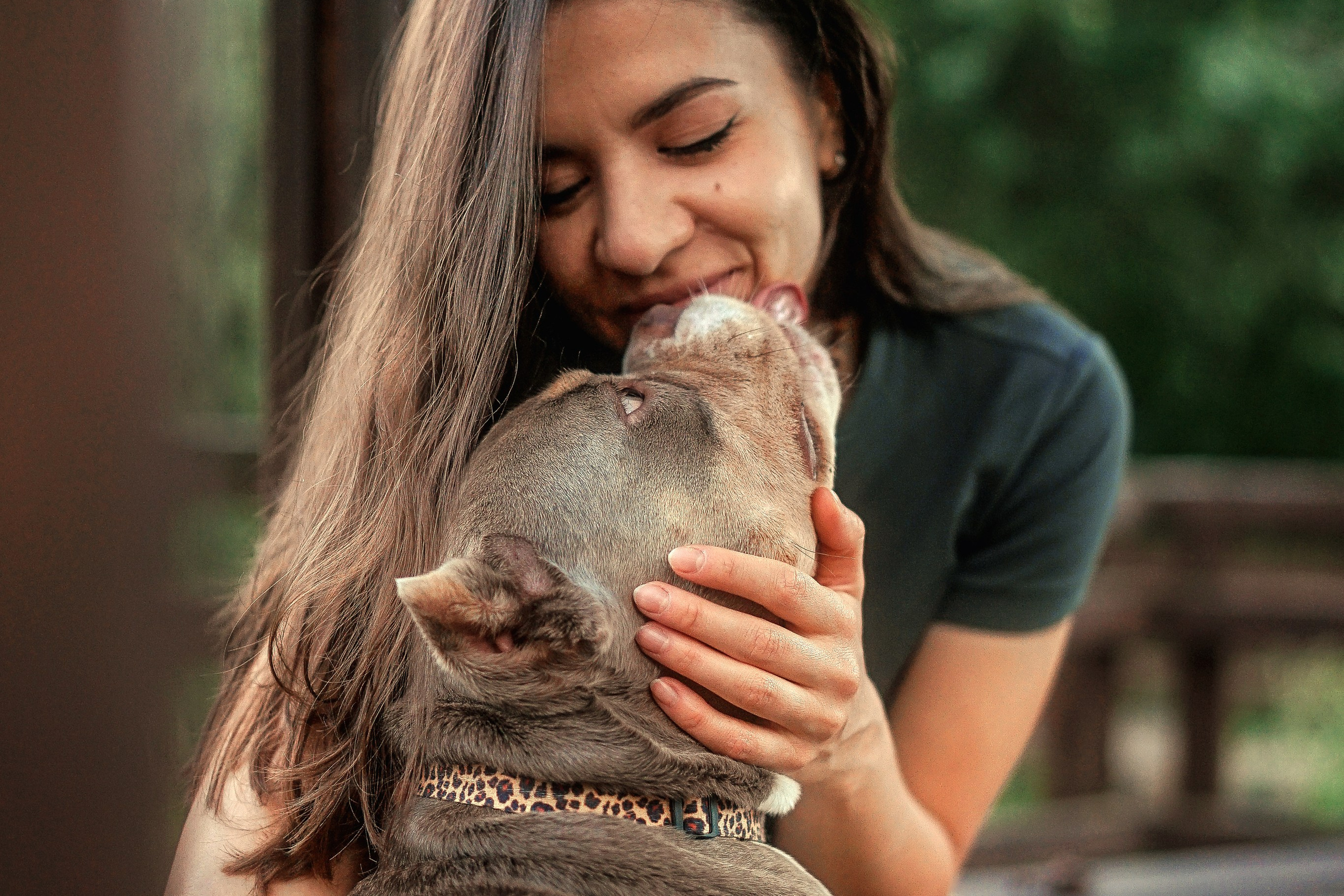  фотосессия Американские булли