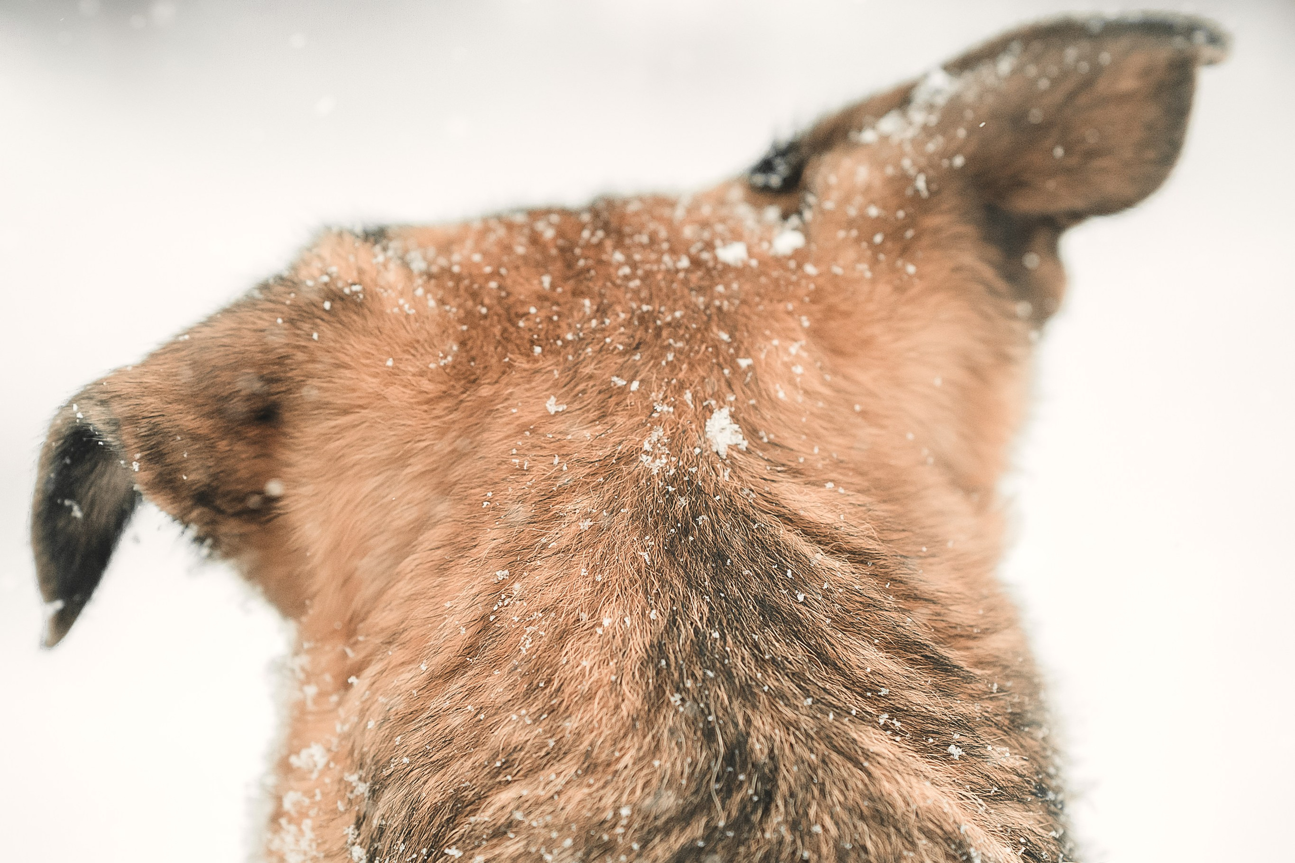 Анна и Руна