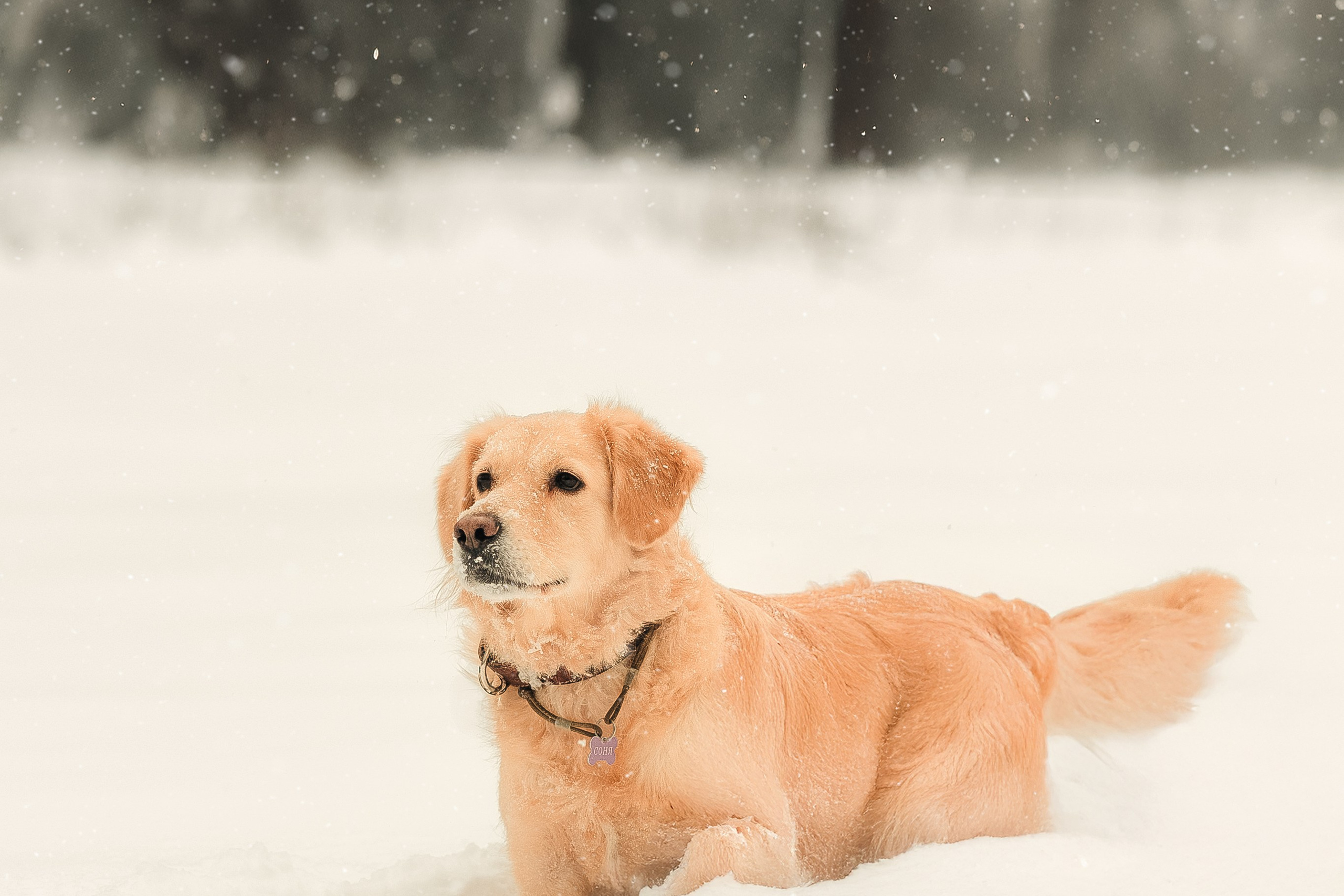 Анна и Сонечка