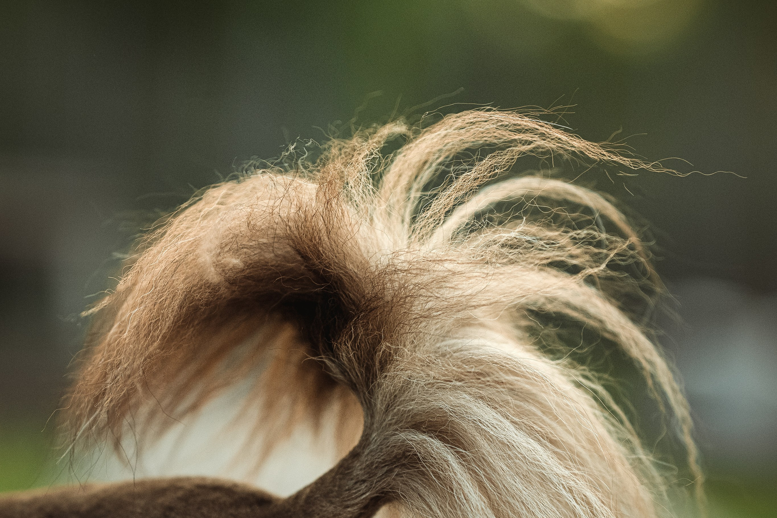 Елена и чишки