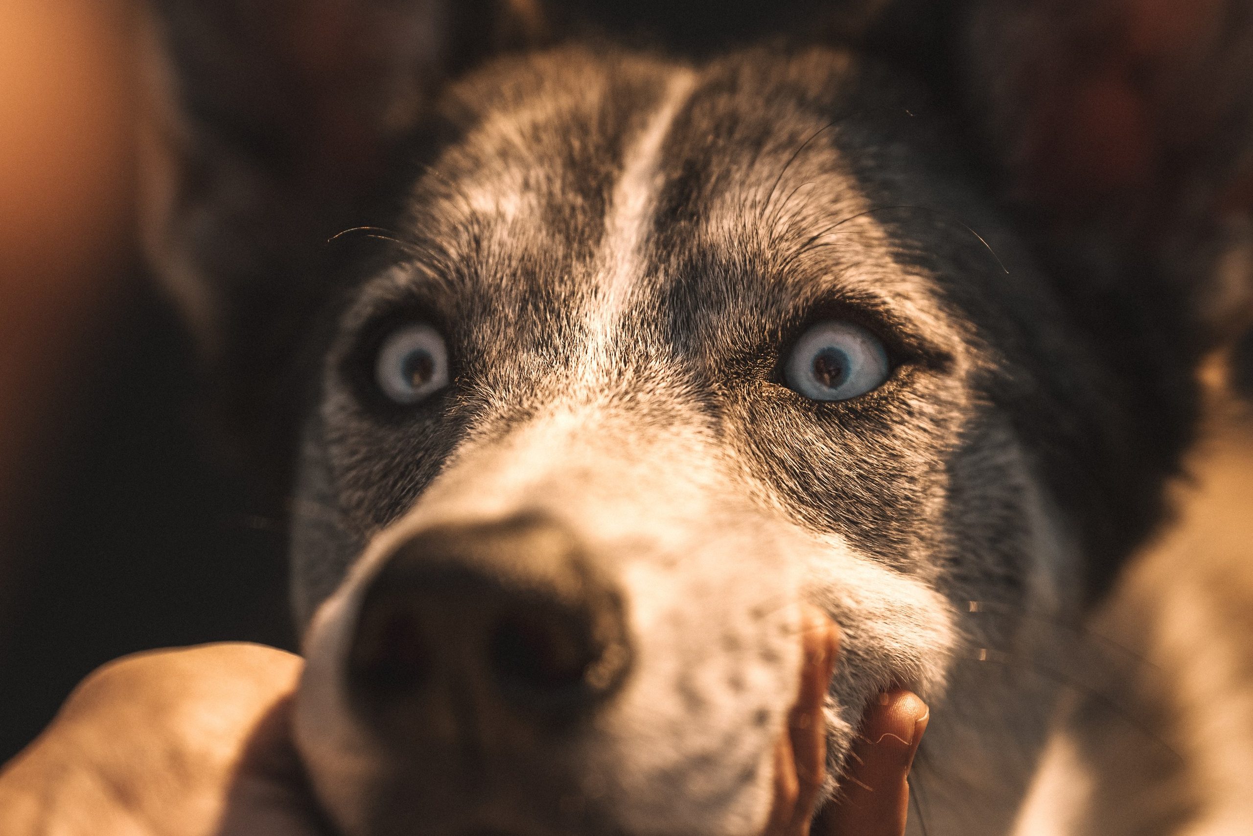 Вера, Лорочка и Вольт