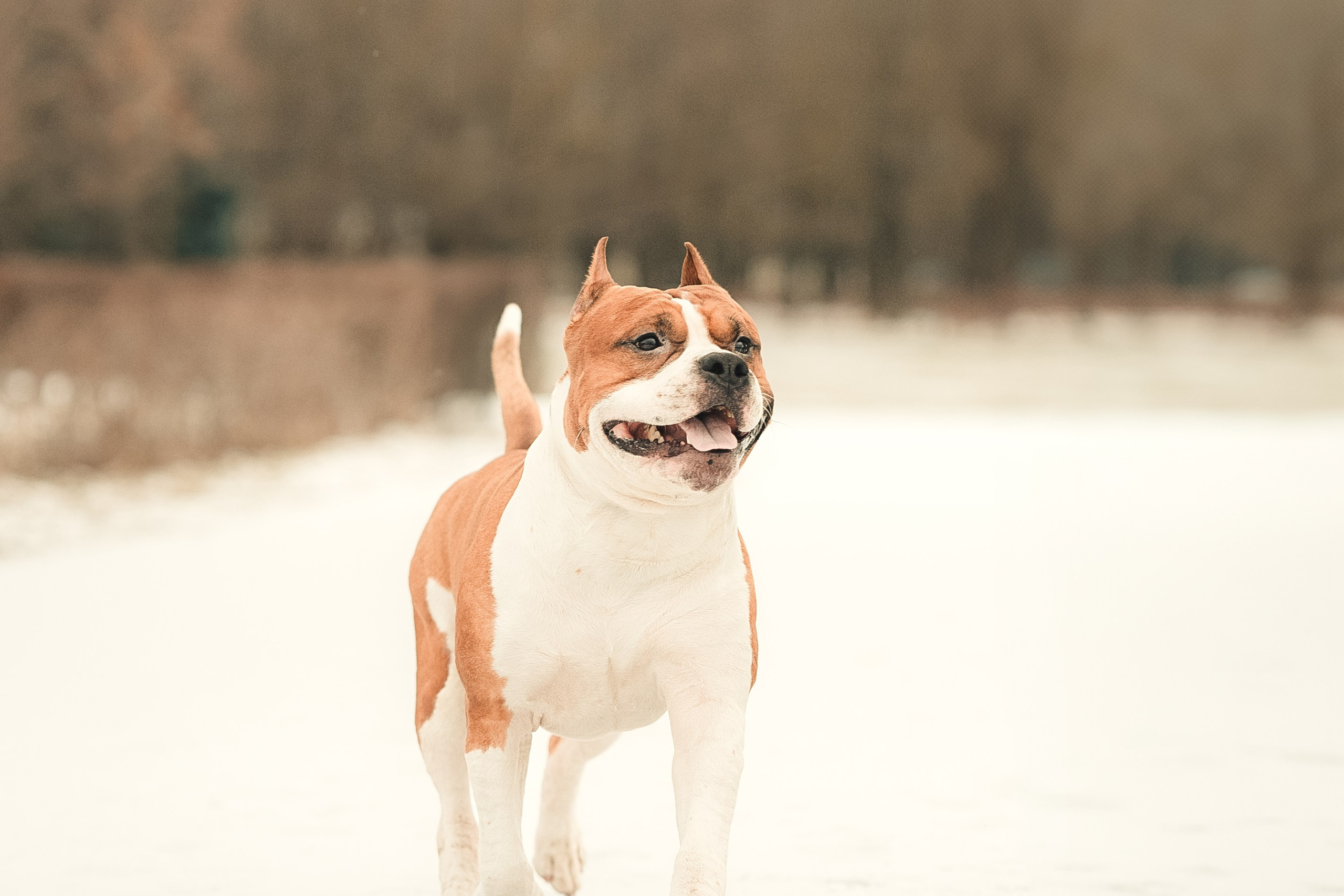 Анна и Феникс