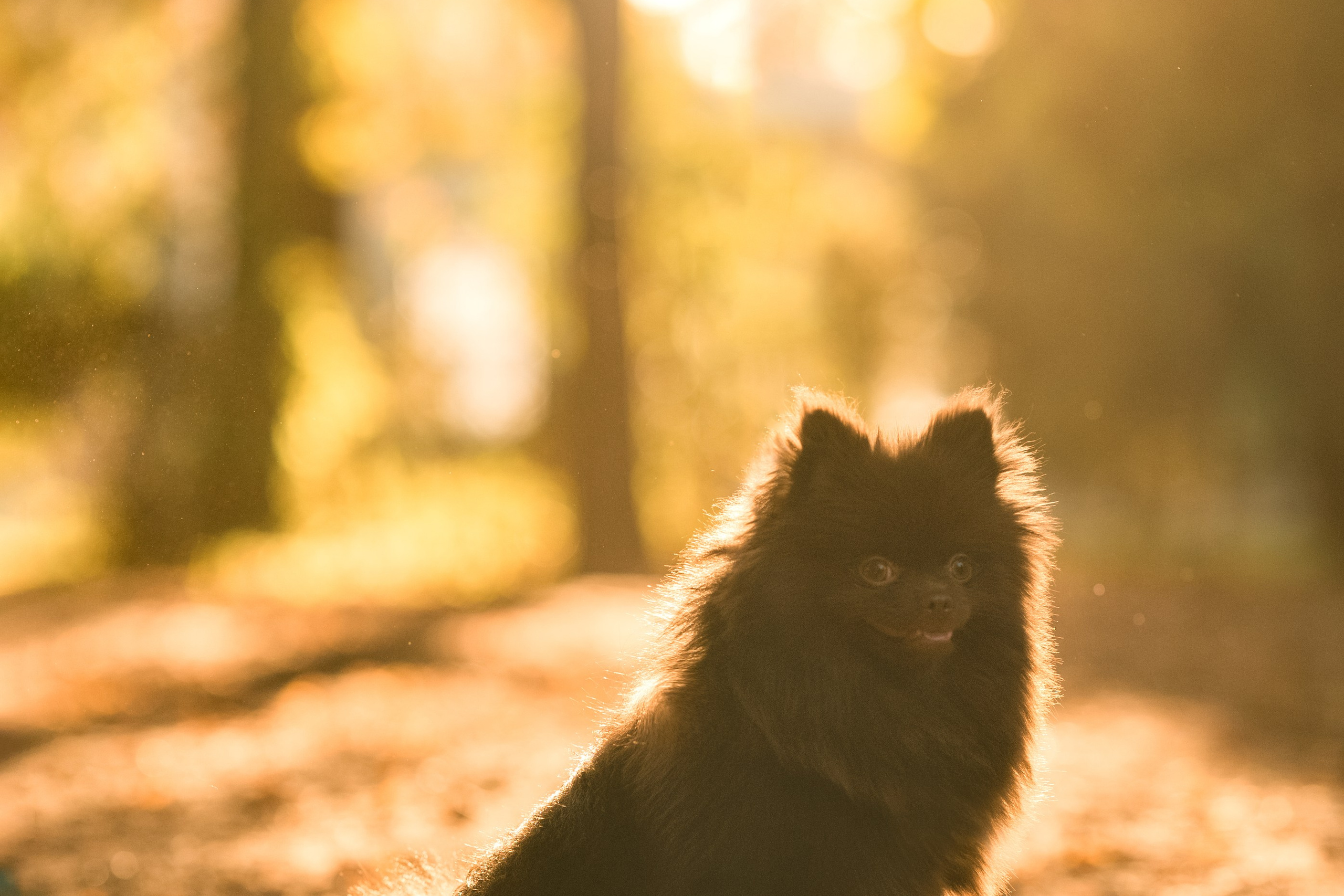 Людмила, Ника и шпицульки