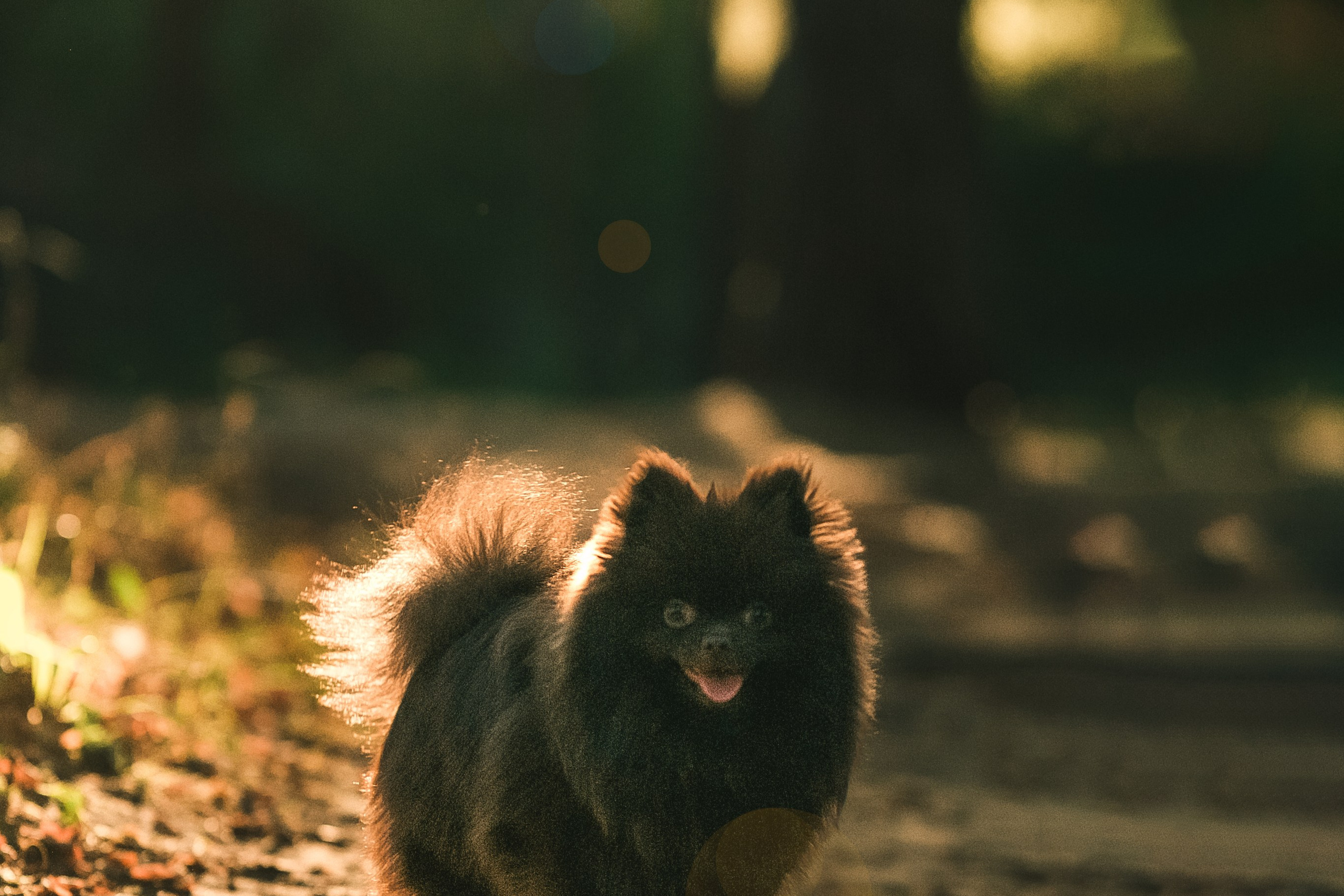 Людмила, Ника и шпицульки