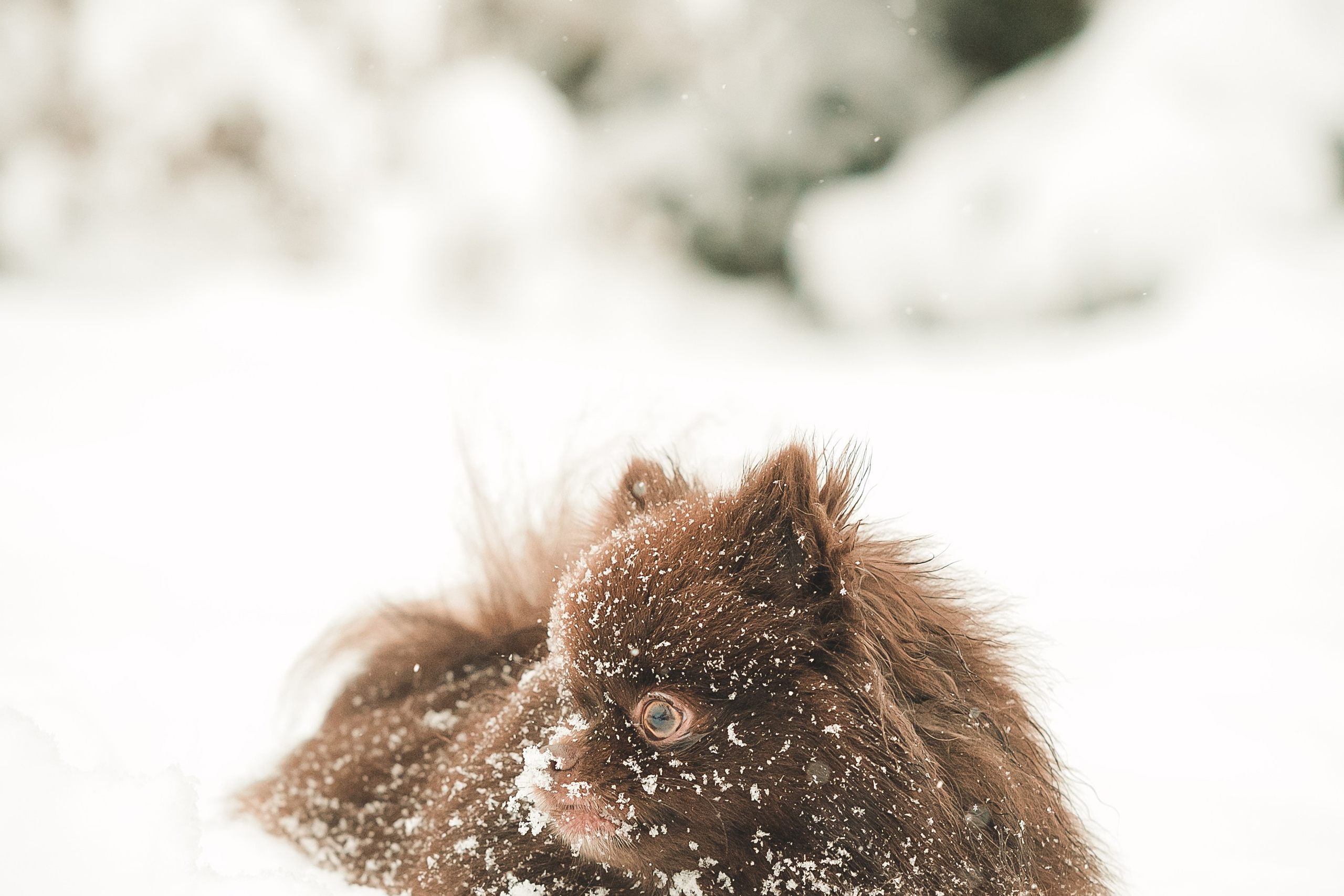 Людмила, Алиса и Шанечка