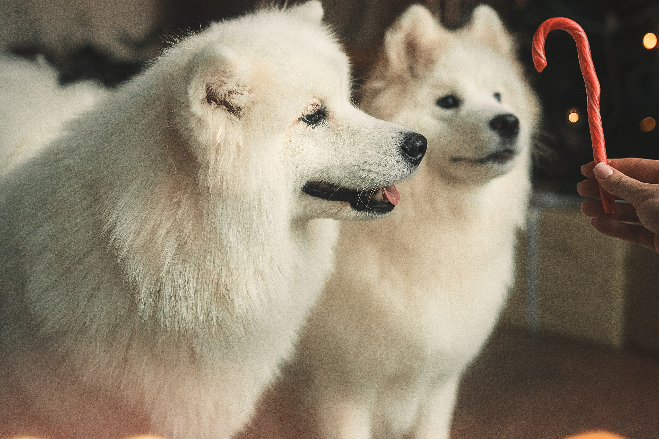 Лиза, Давид и два хвостатых облачка