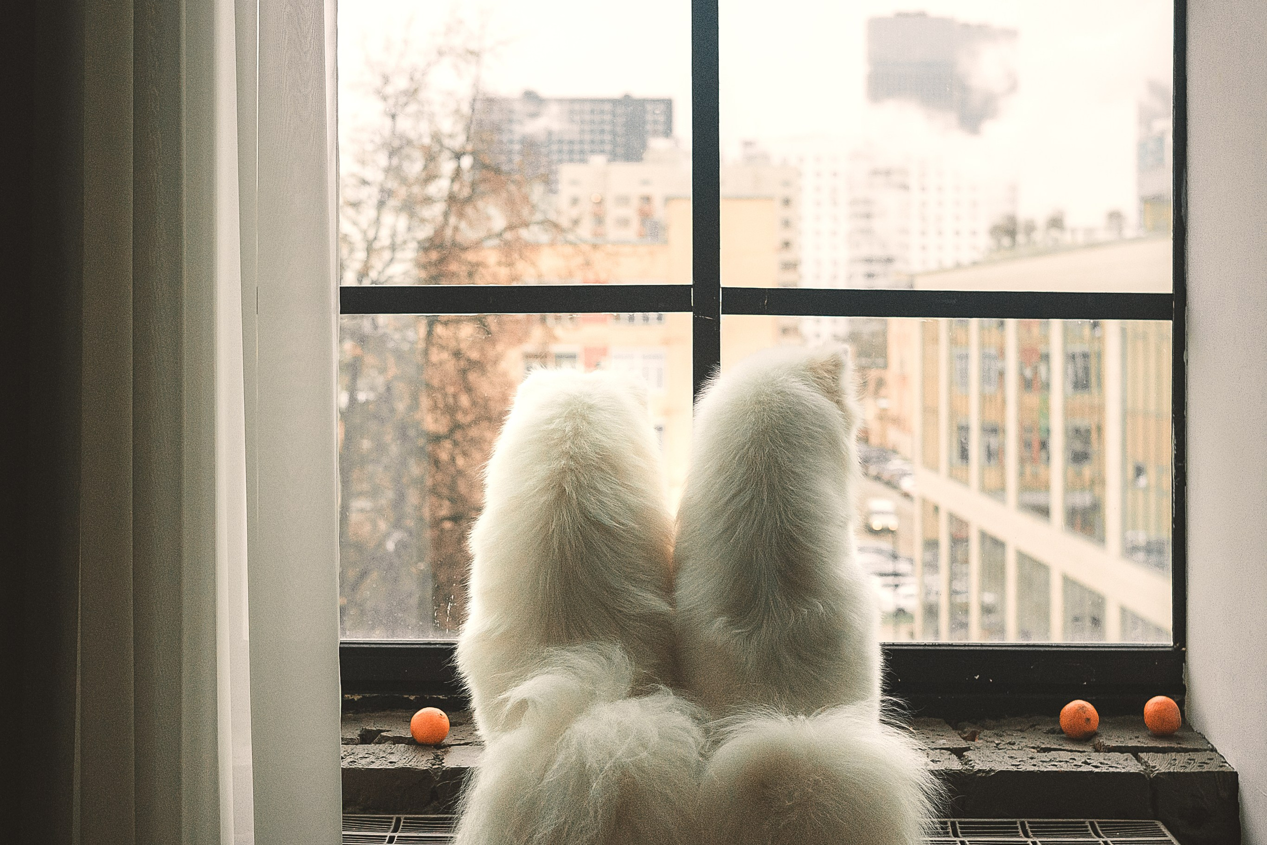 Лиза, Давид и два хвостатых облачка