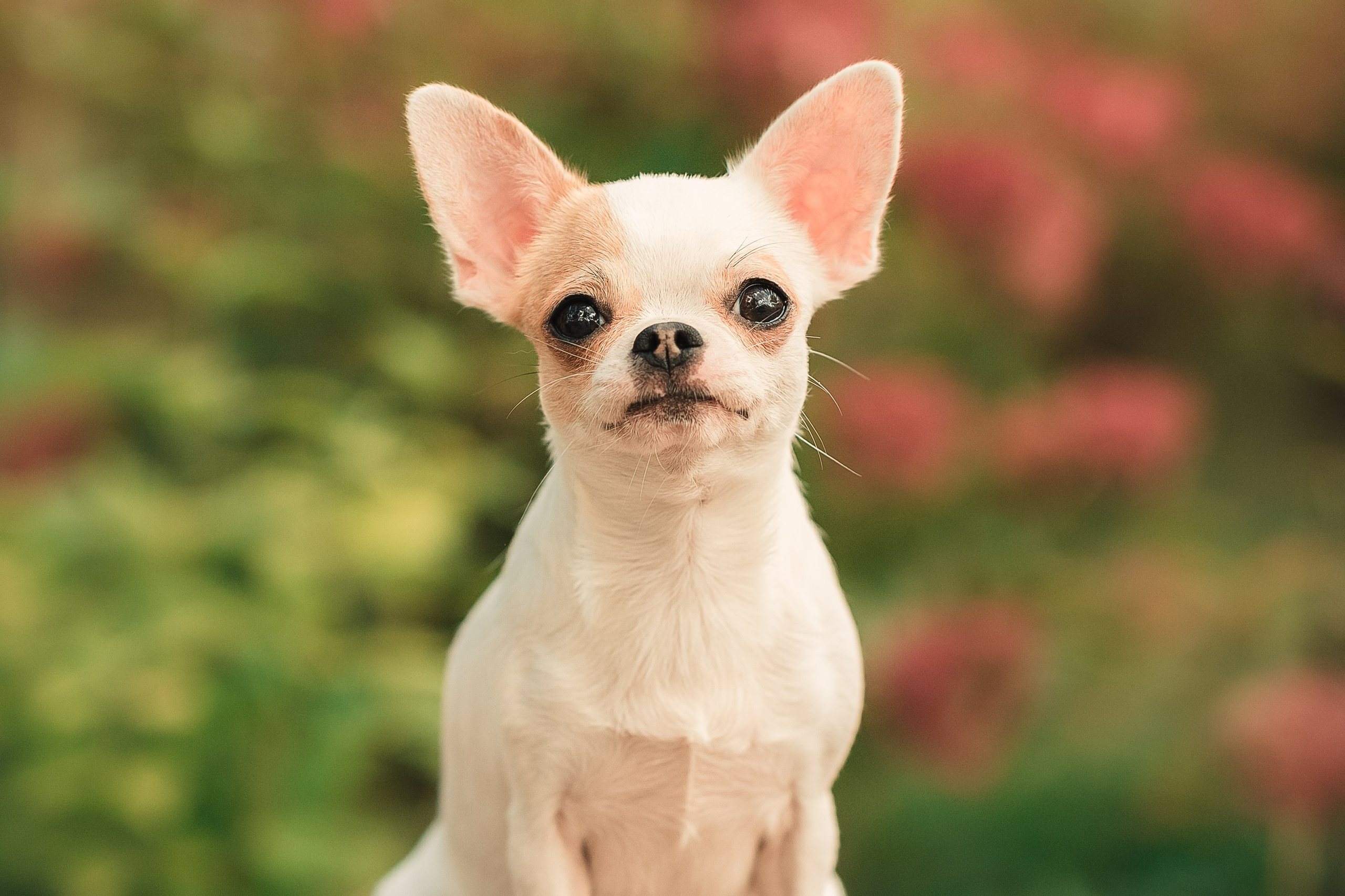 Чихуашечки