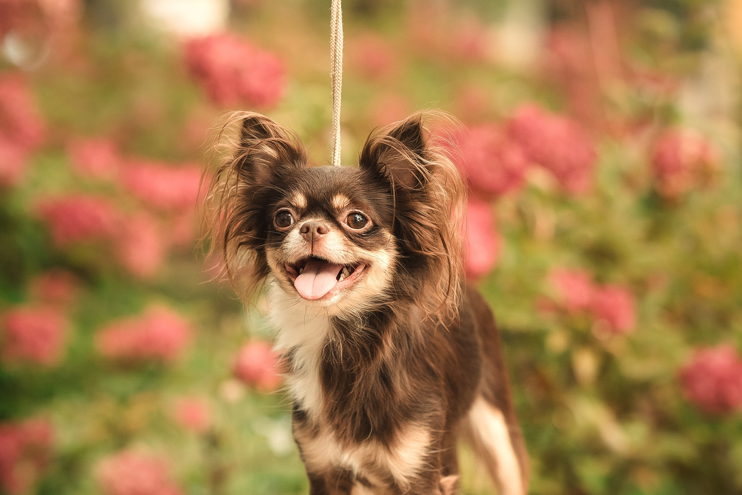 Чихуашечки