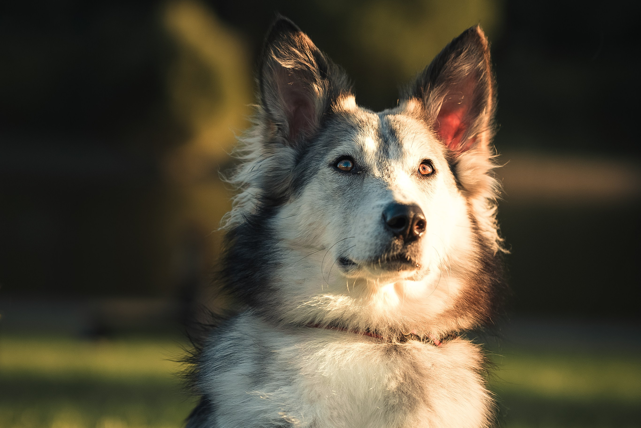 Фотосессия Зеленоград