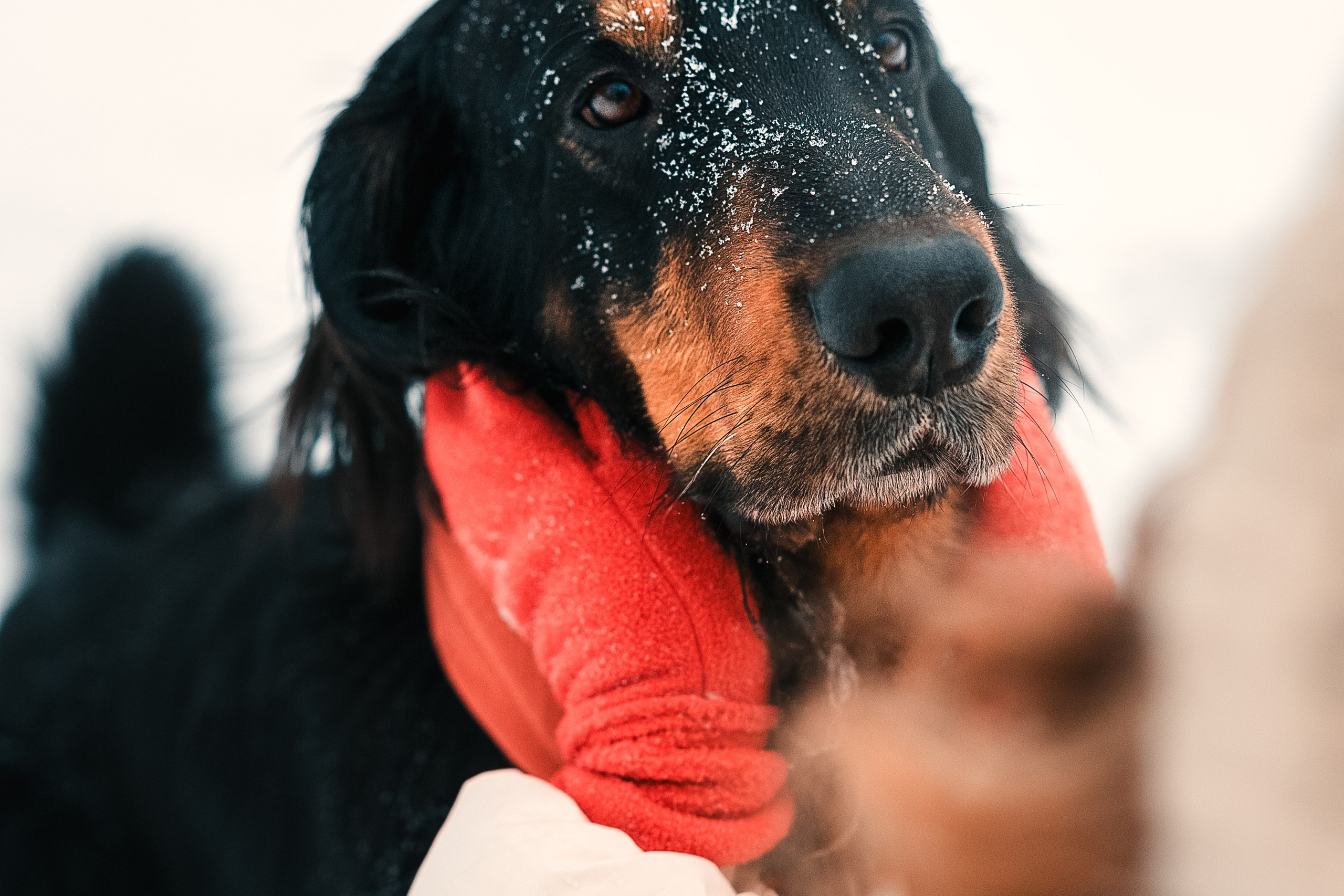 Анна и Тайгер