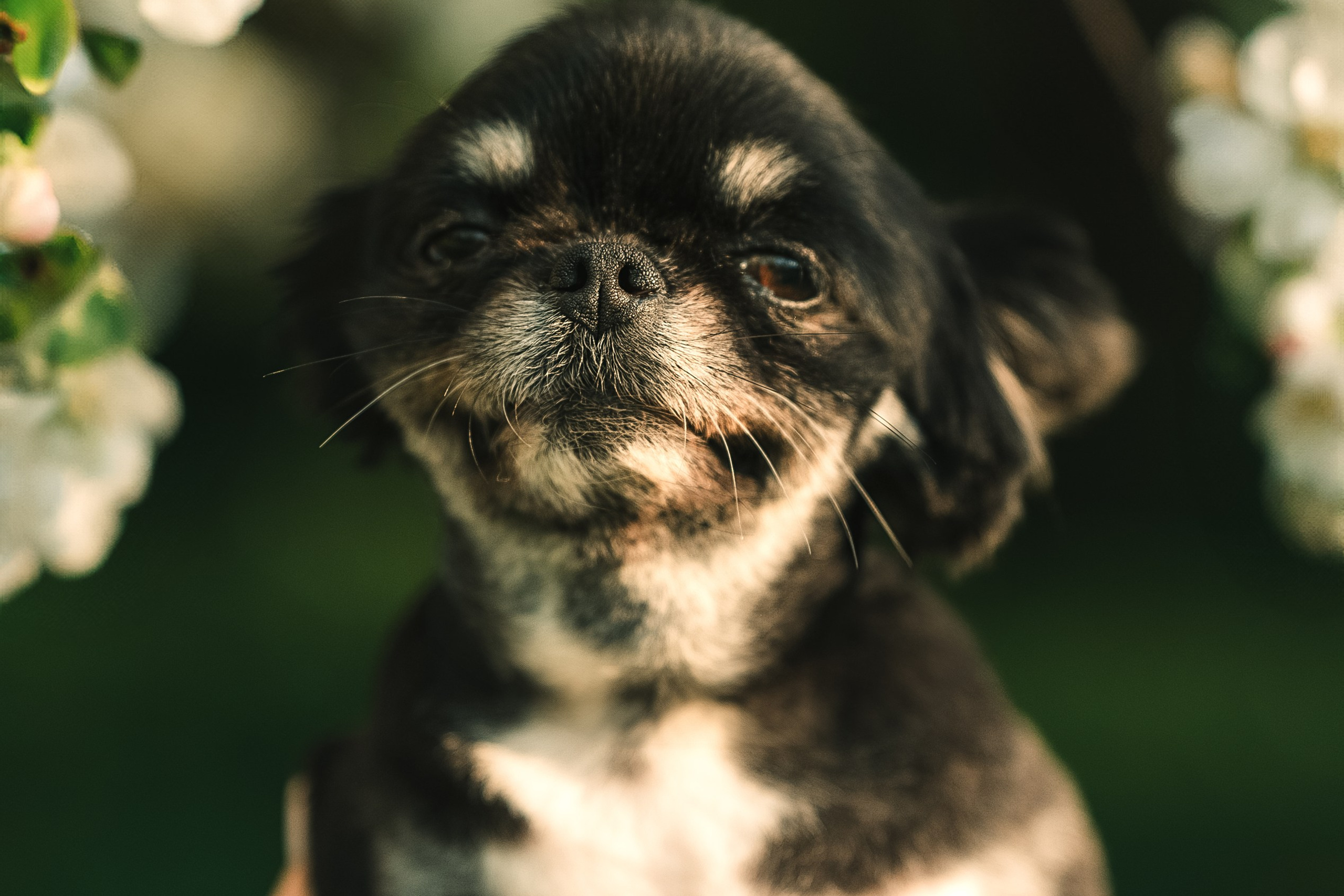 Фотограф-анималист Москва