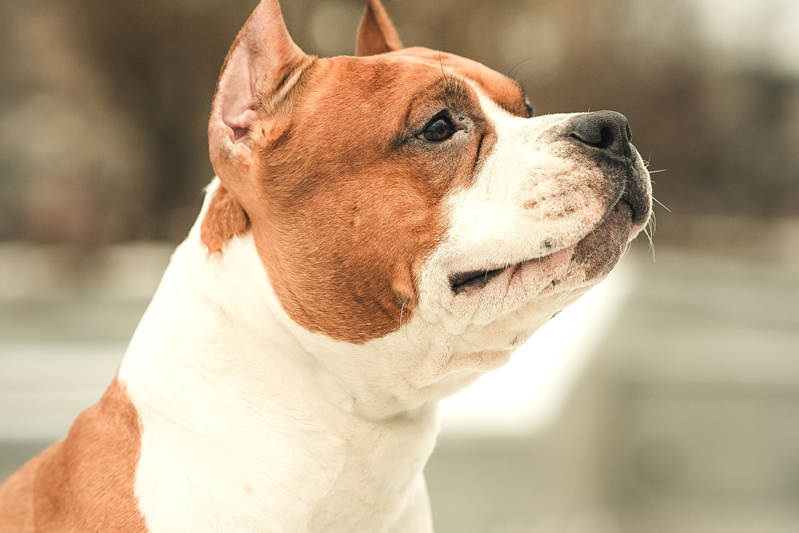 Анна и Феникс