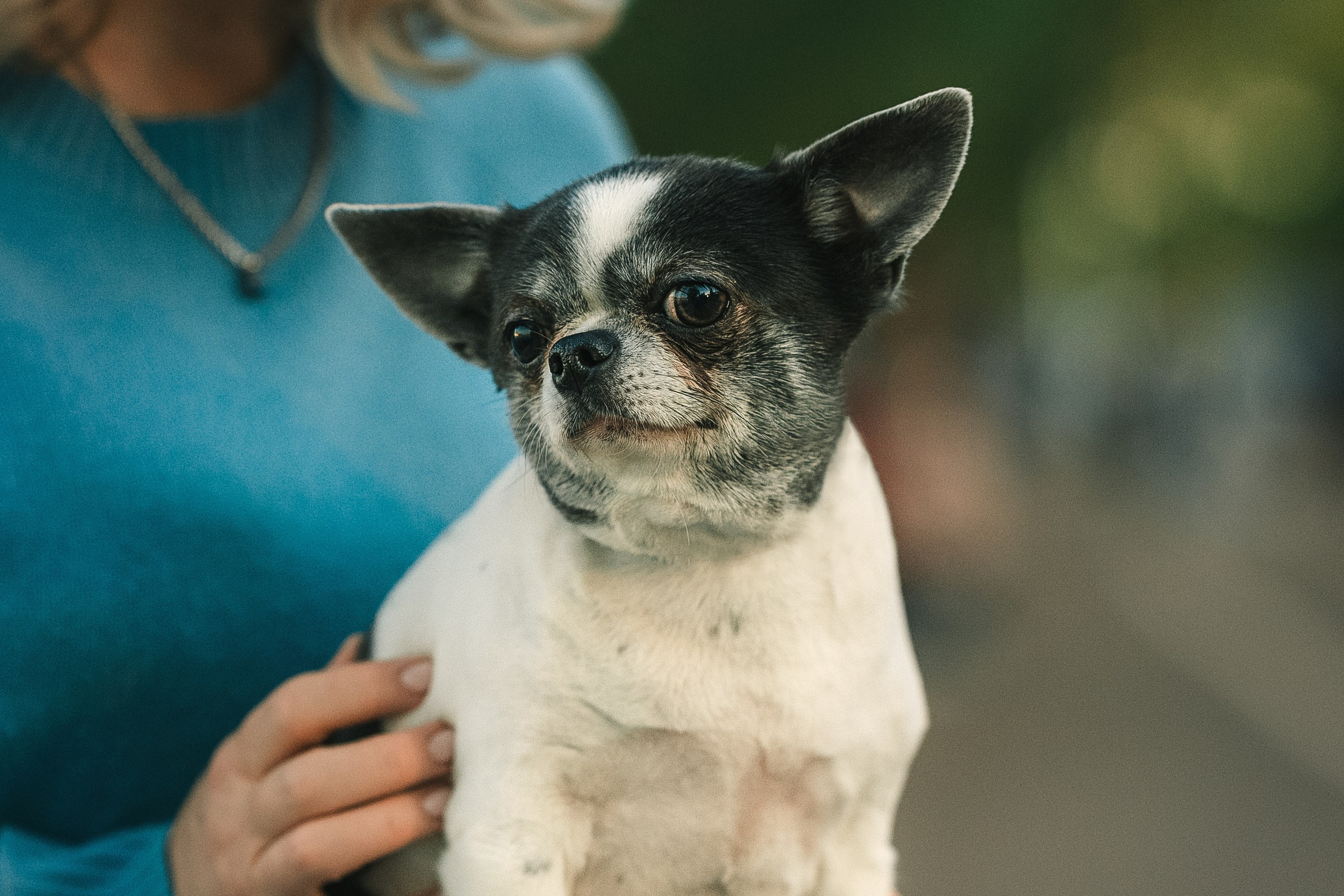 Елена и чишки