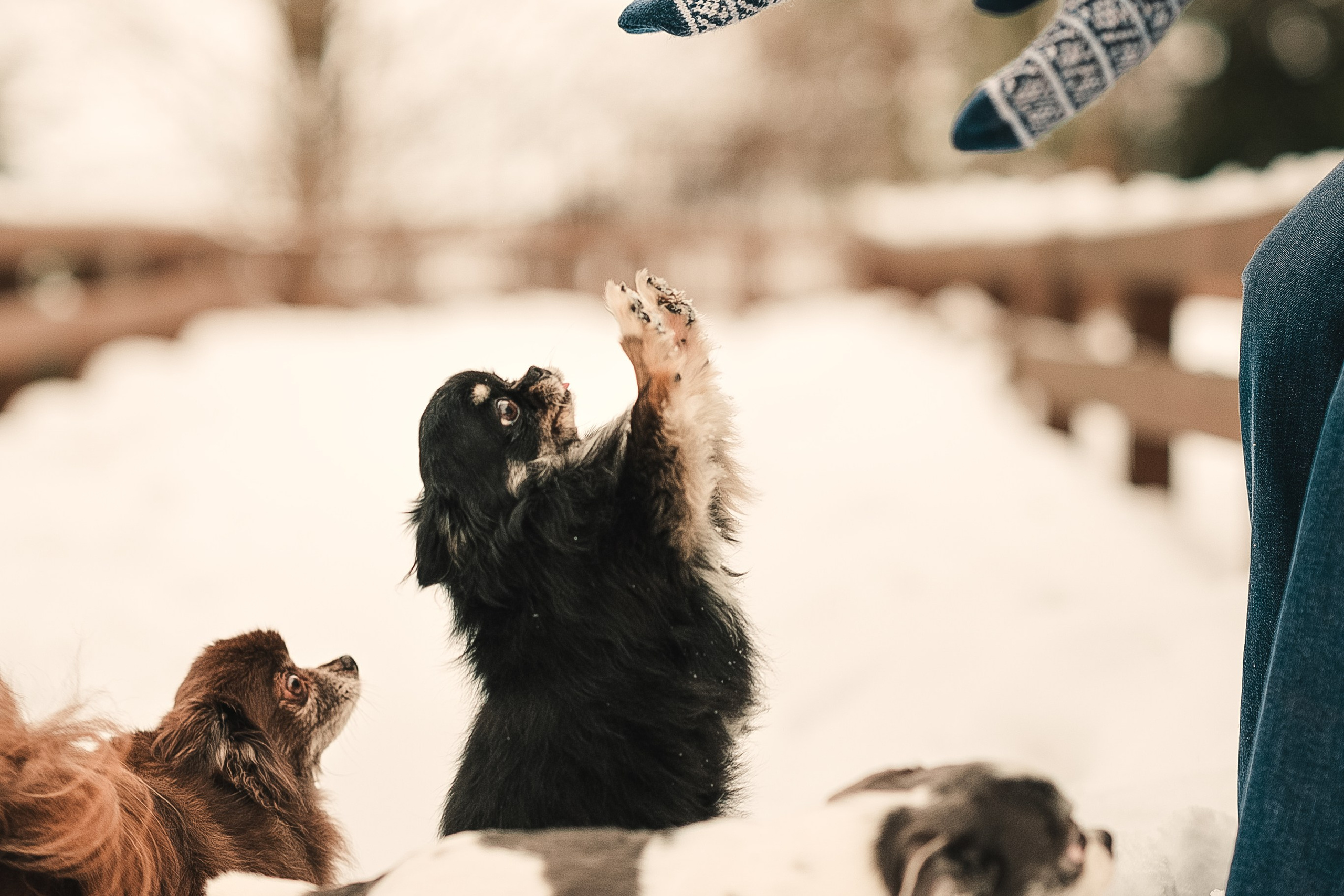 Елена, Тоша, Лиза и Поль