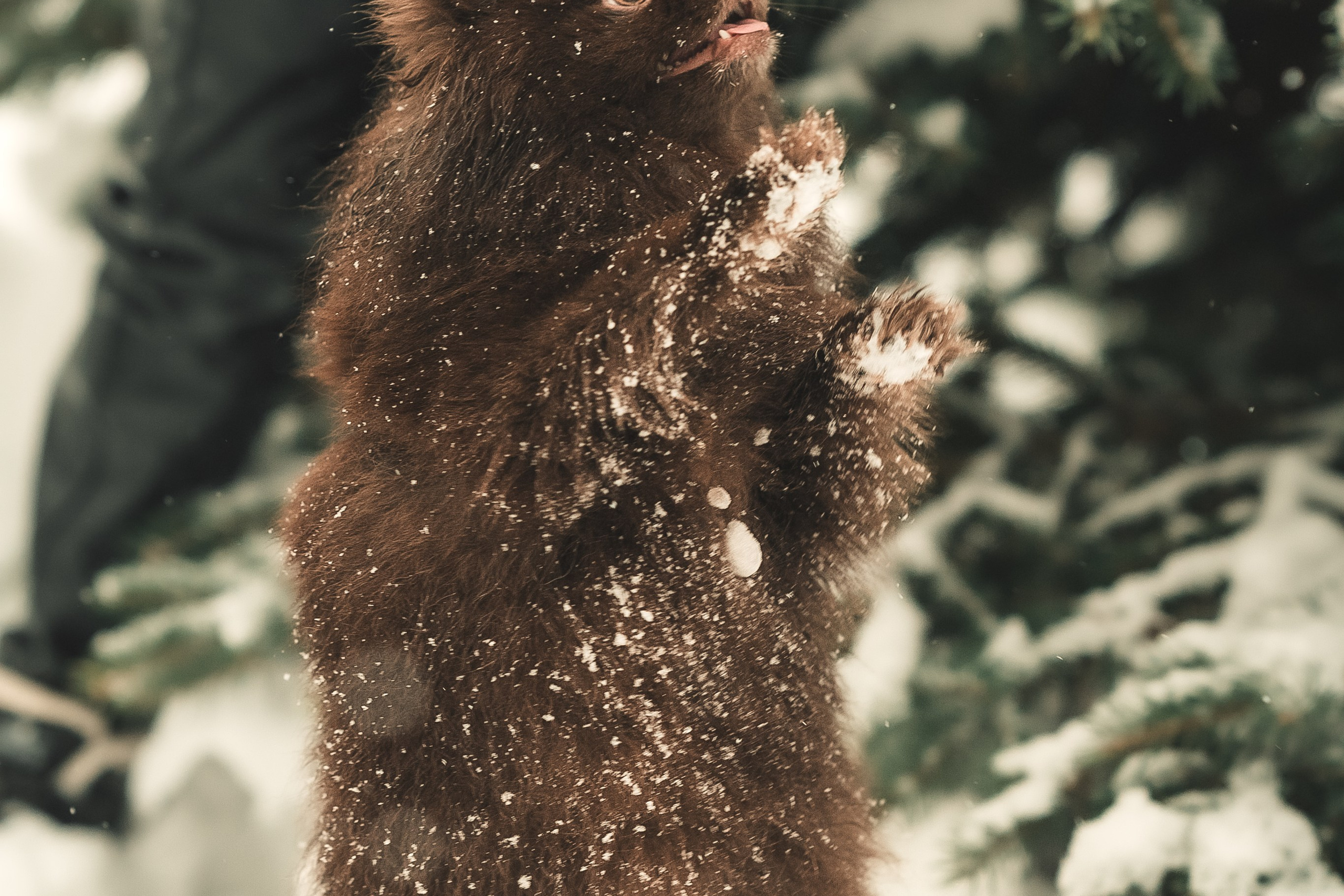 Людмила, Алиса и Шанечка