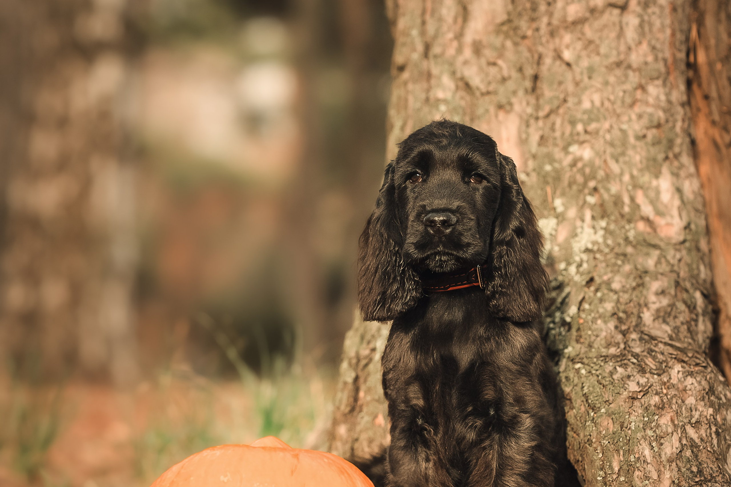 Спаниелька Мери