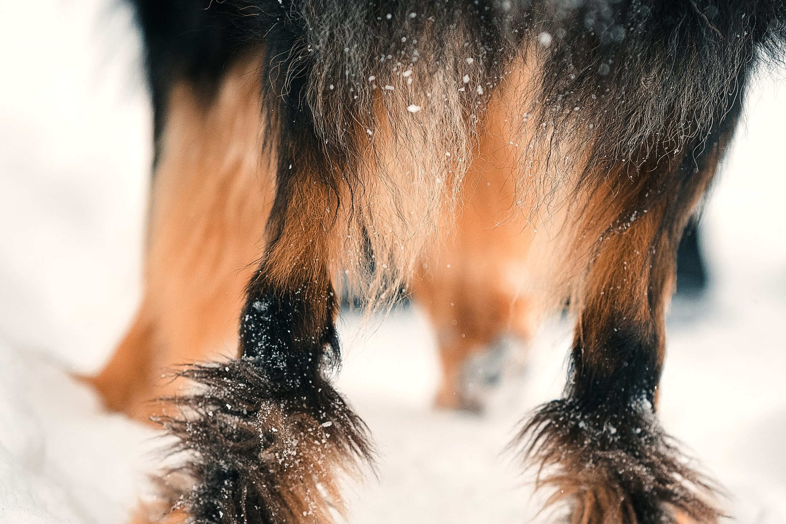 Анна и Тайгер