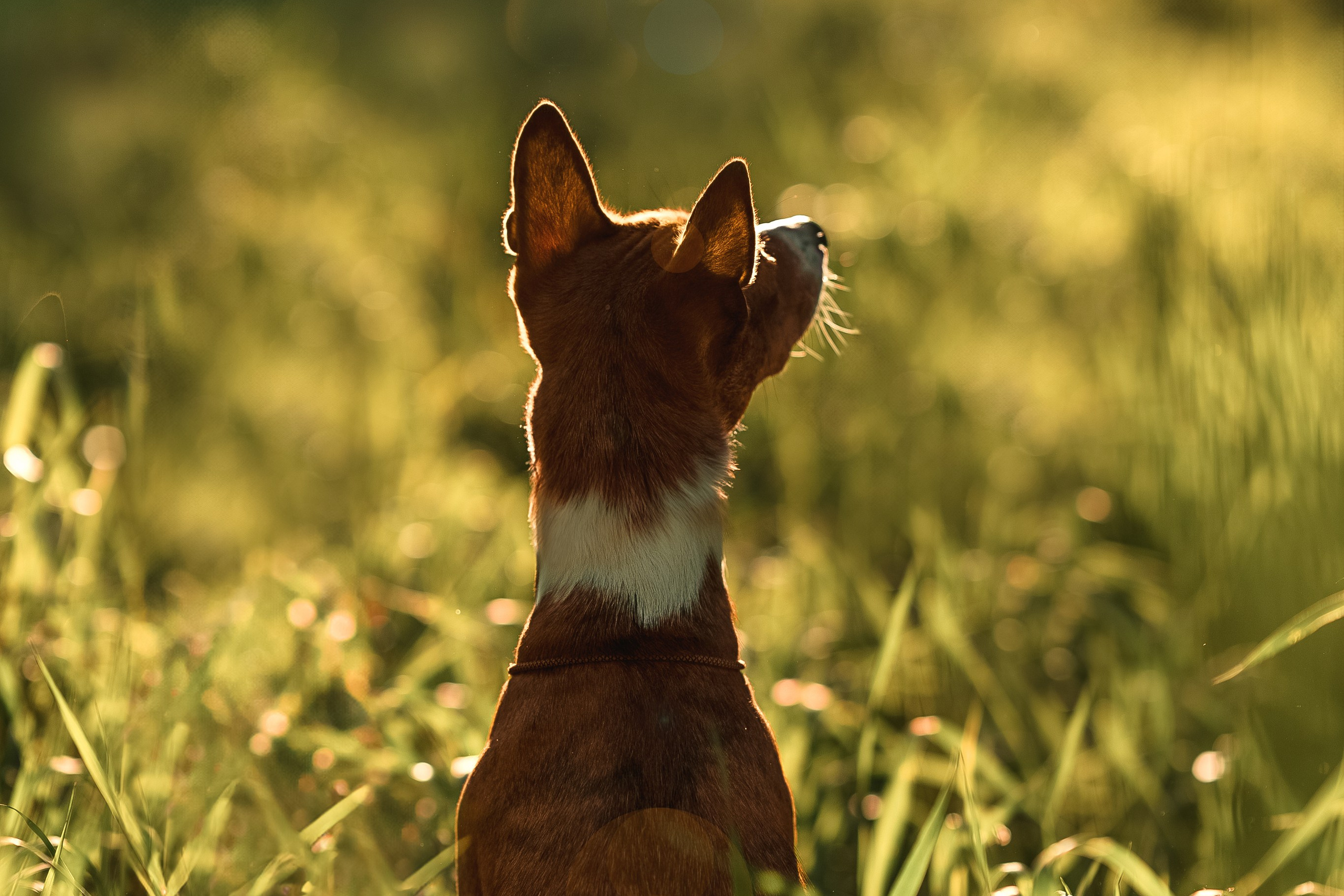 Собака породы бассенджи сидит в лесу в закатном солнце
