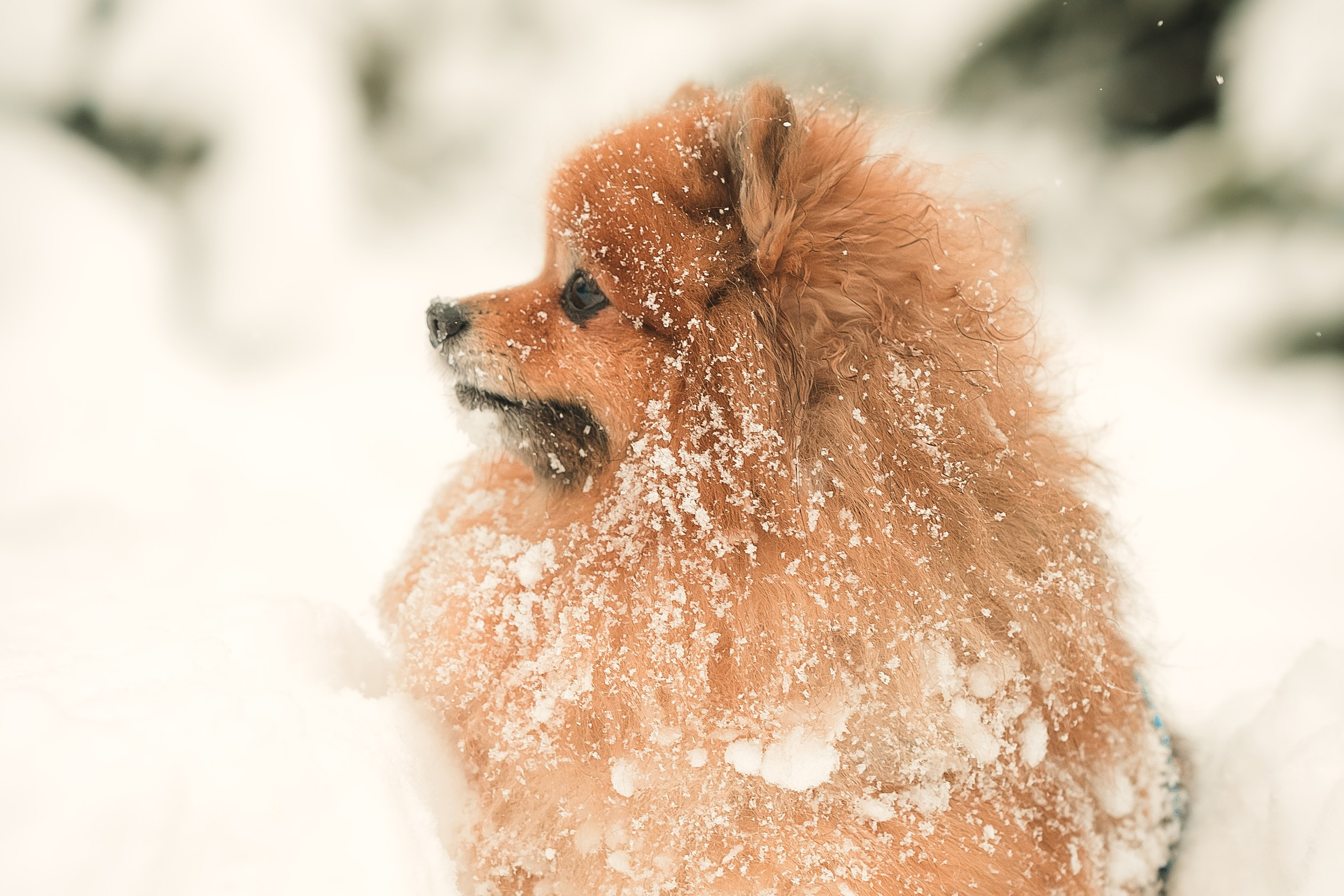 Людмила, Алиса и Шанечка