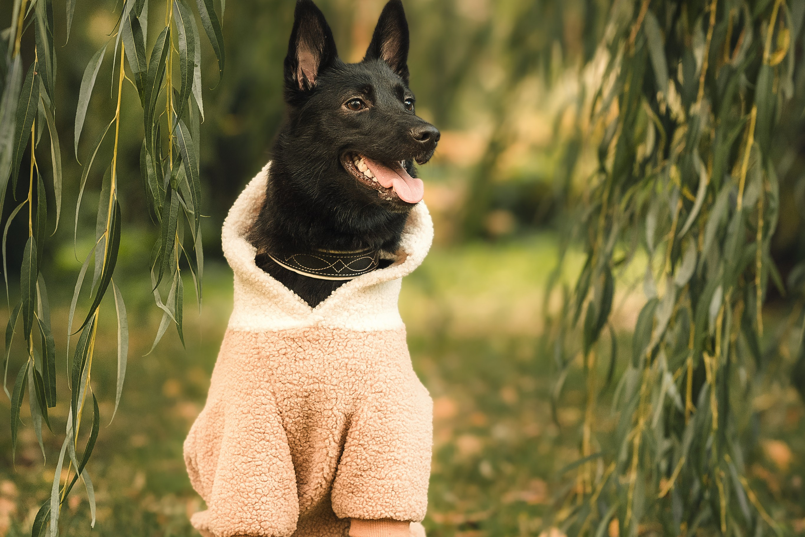 красивые фото собаки на природе