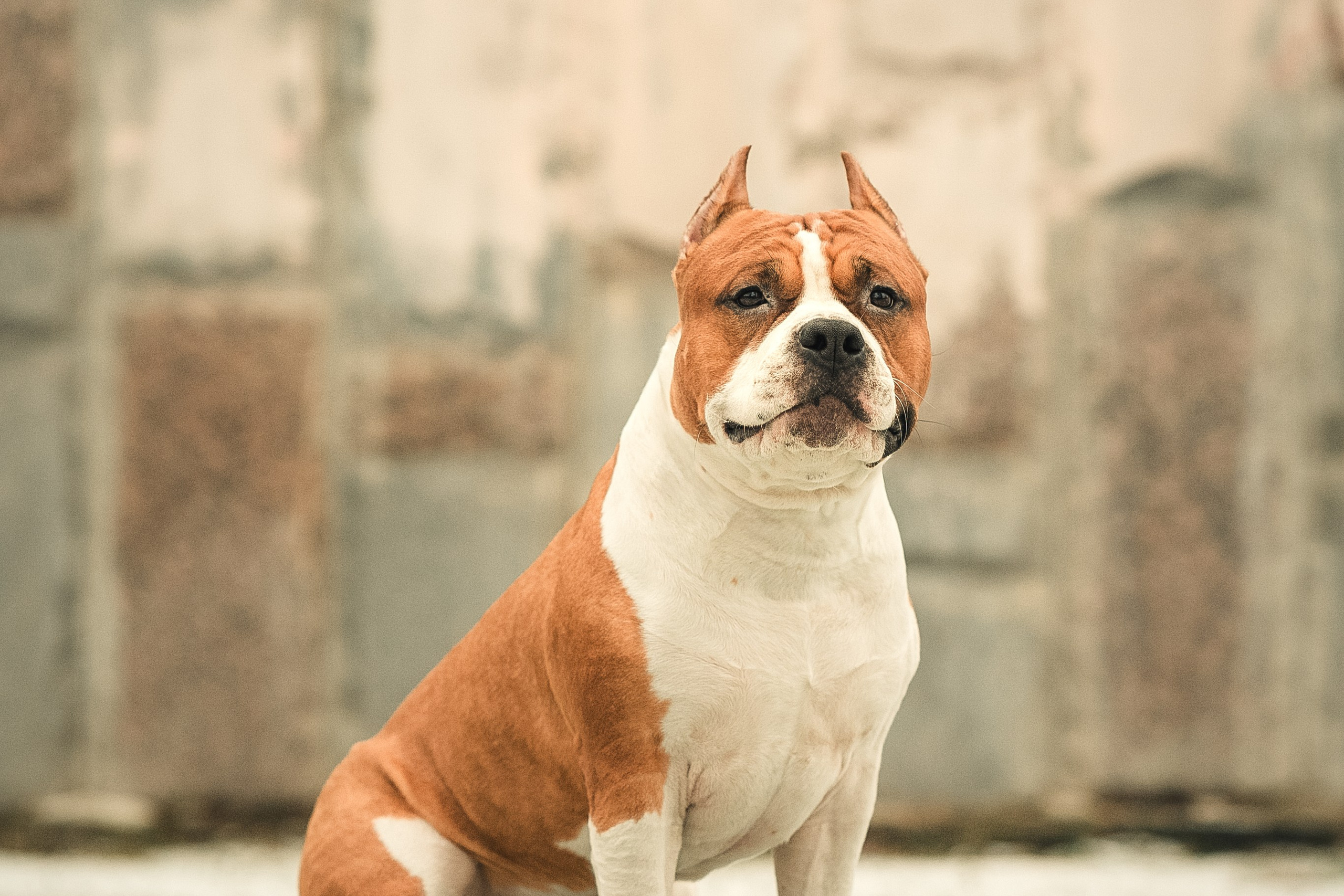 Анна и Феникс