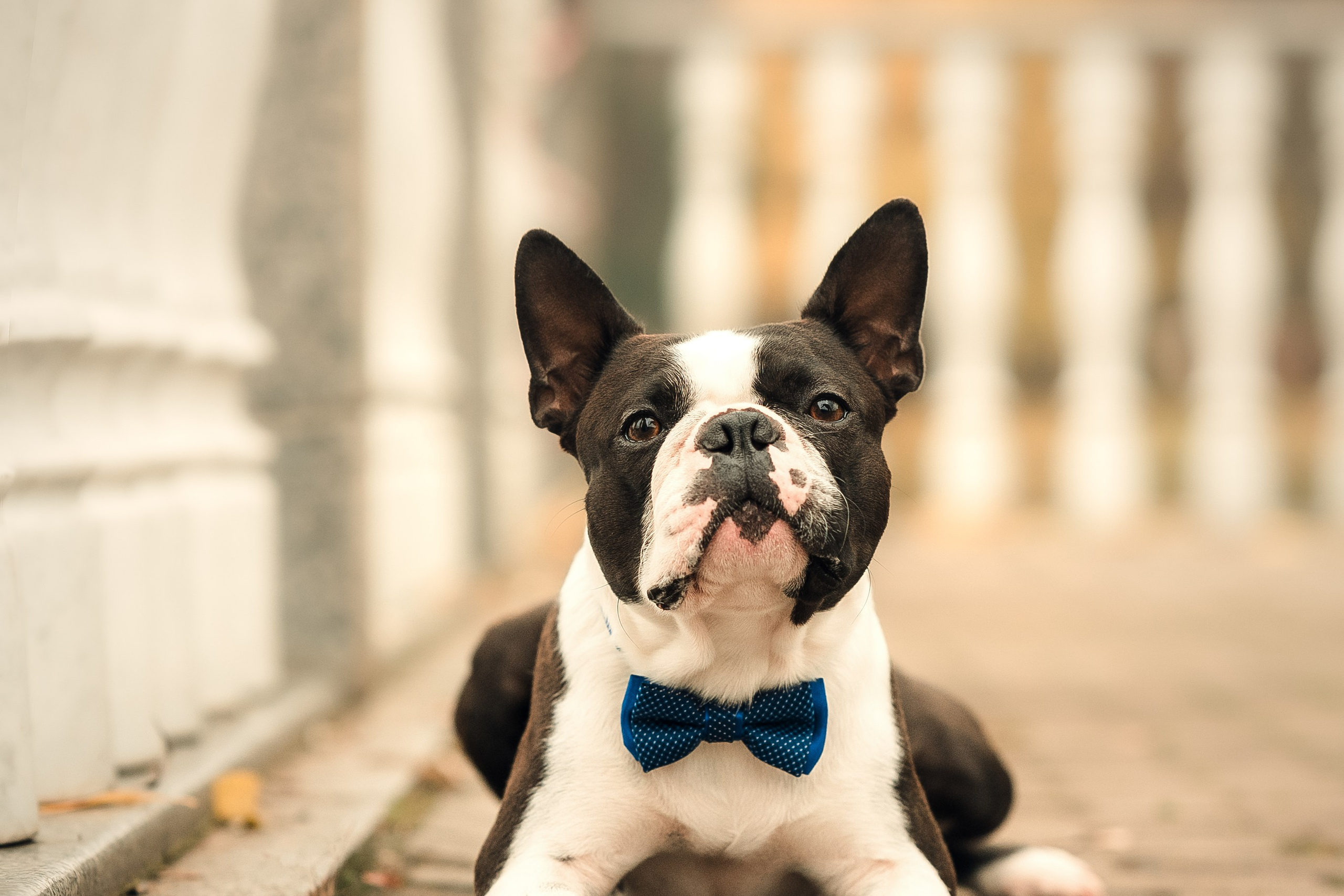 Красавчик Стич. Бостон терьер