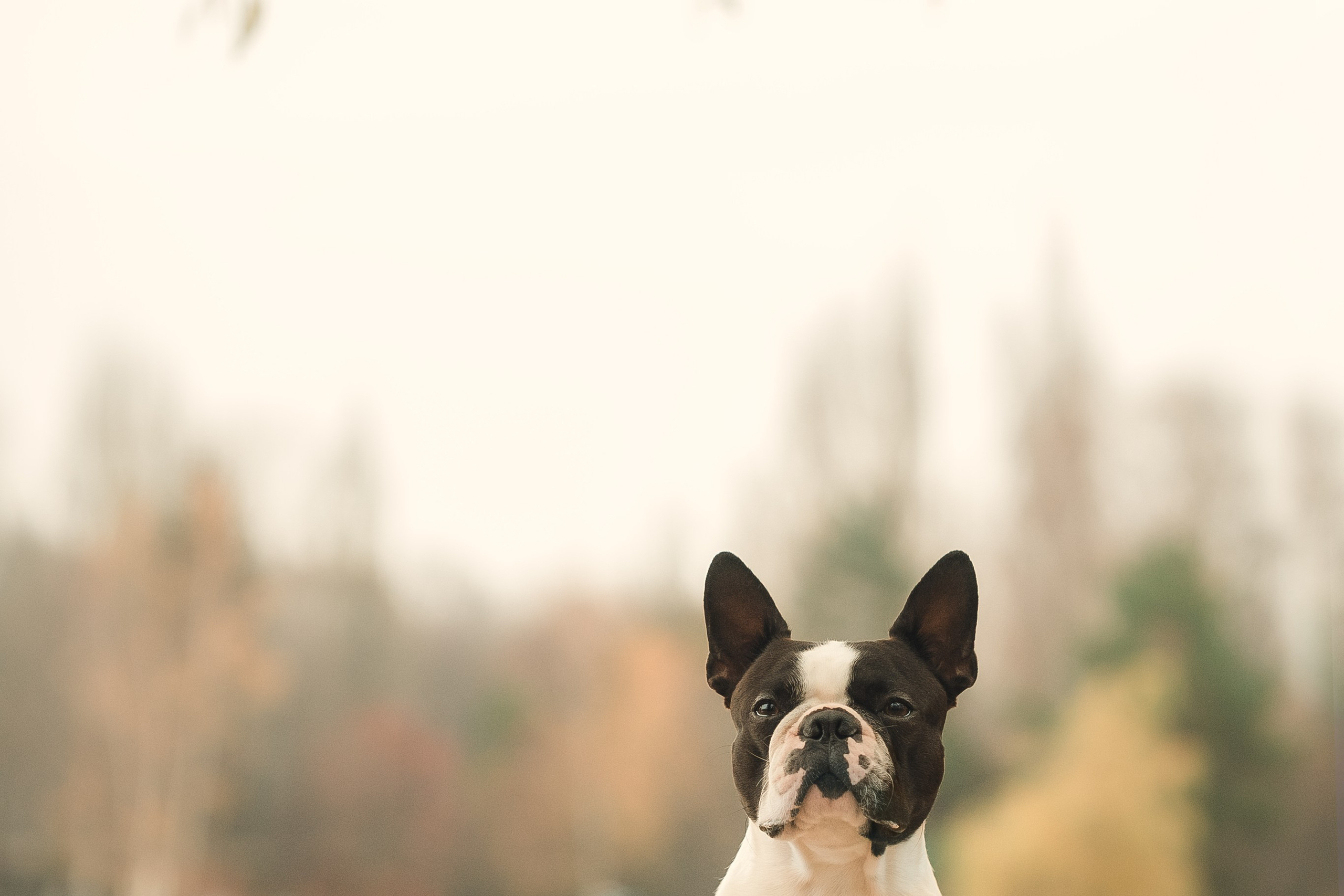 Красавчик Стич. Бостон терьер