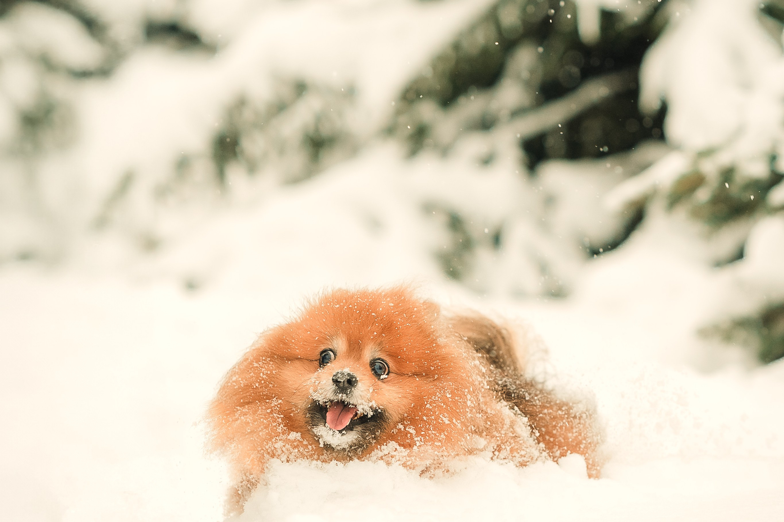 Людмила, Алиса и Шанечка