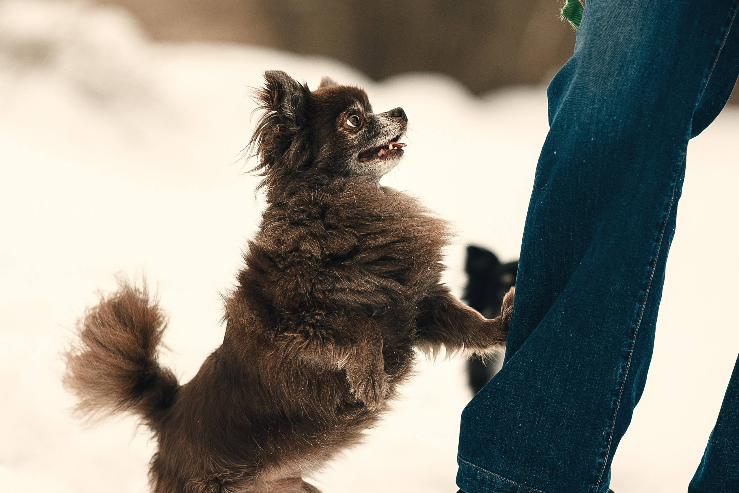 Елена, Тоша, Лиза и Поль