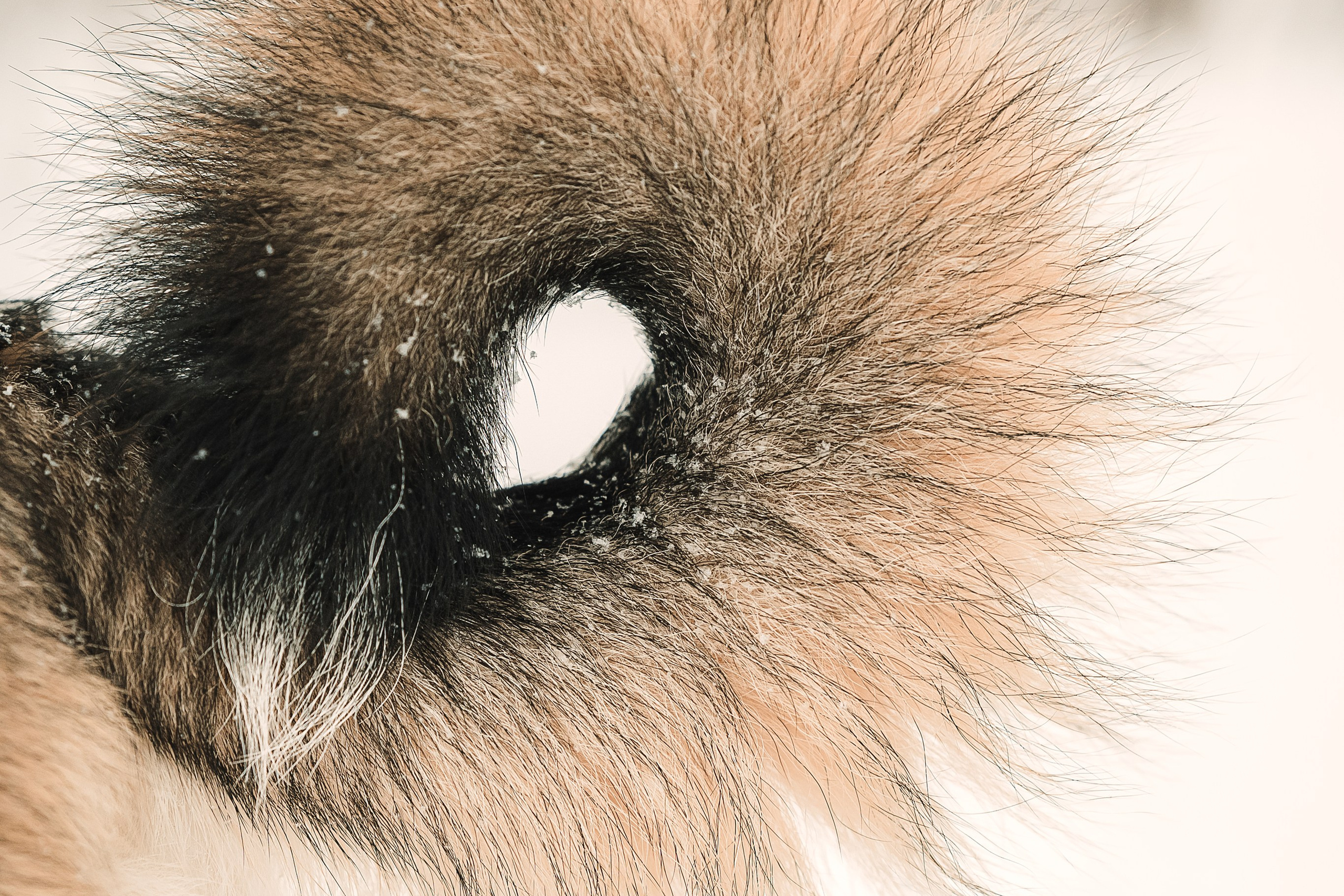 Анна и Руна