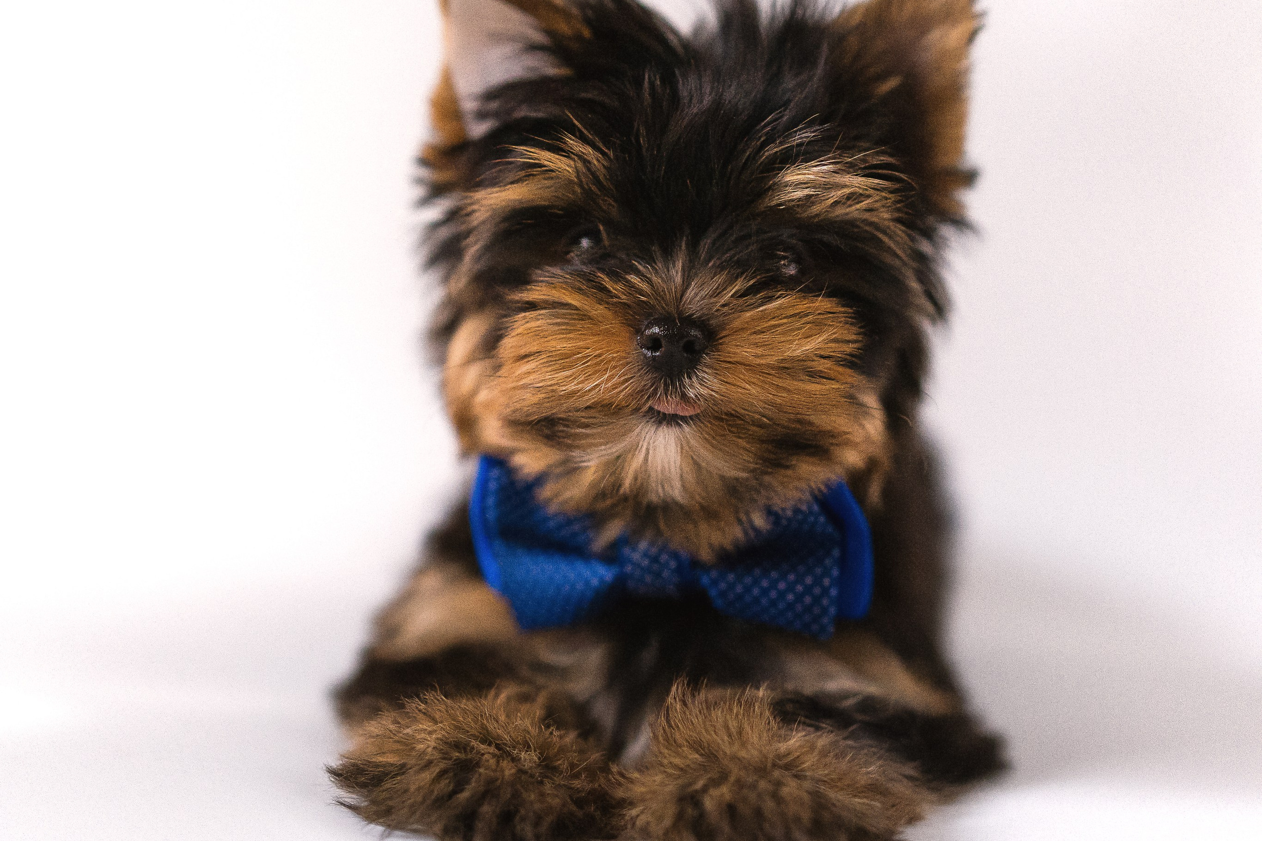 Съёмка йорков 