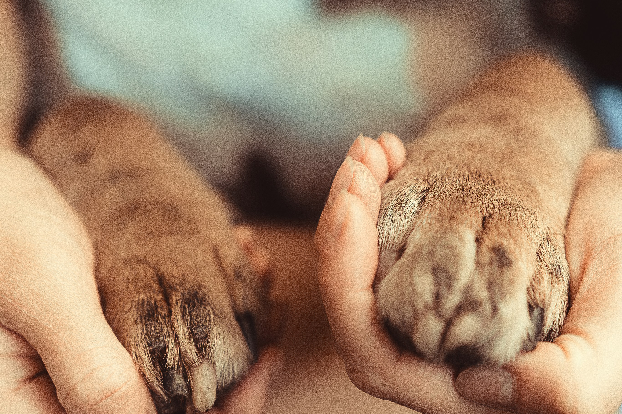 Красивые фотографии собак