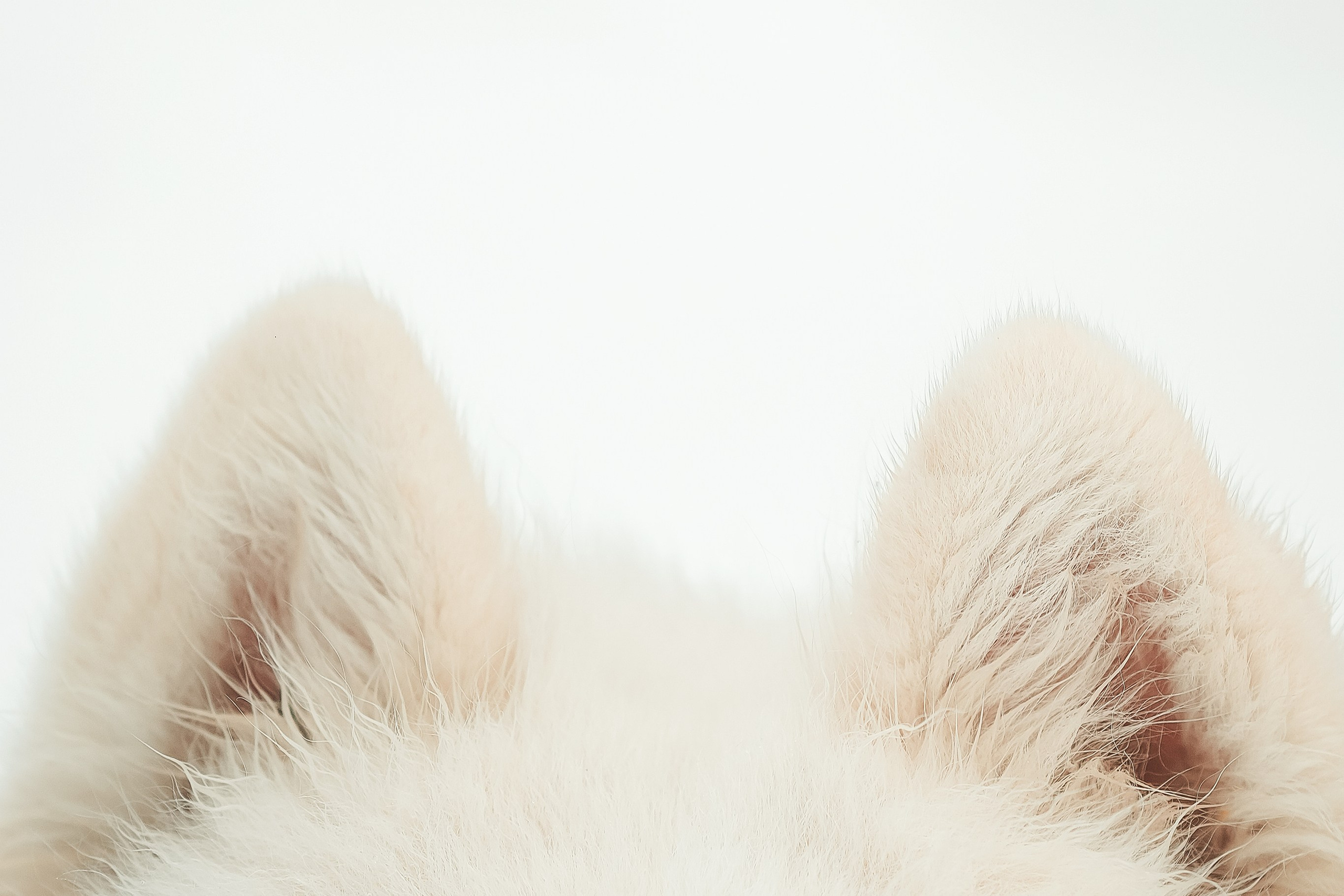 Юрий, Марианна и Санни