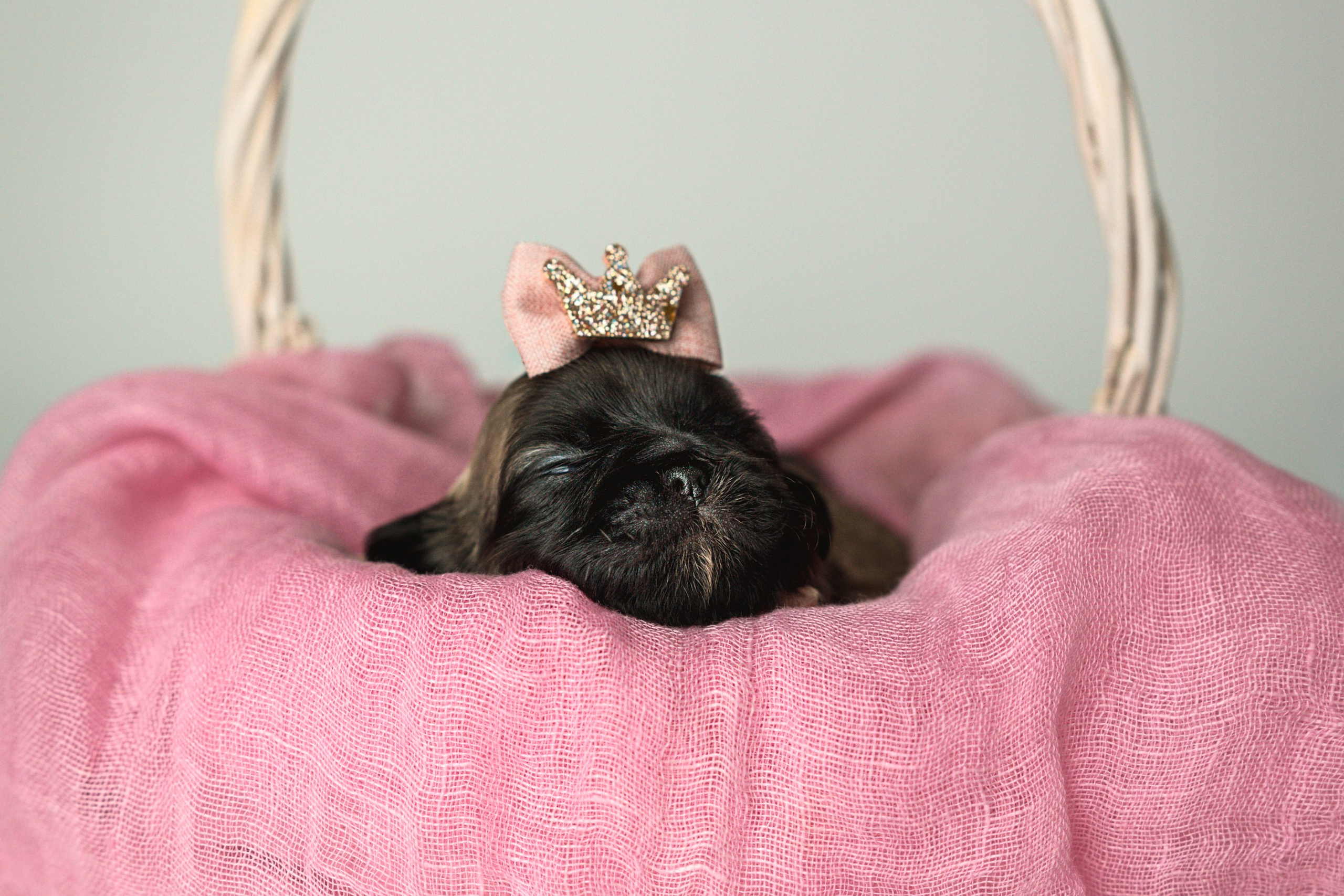 Фото щенков пекинеса на продажу