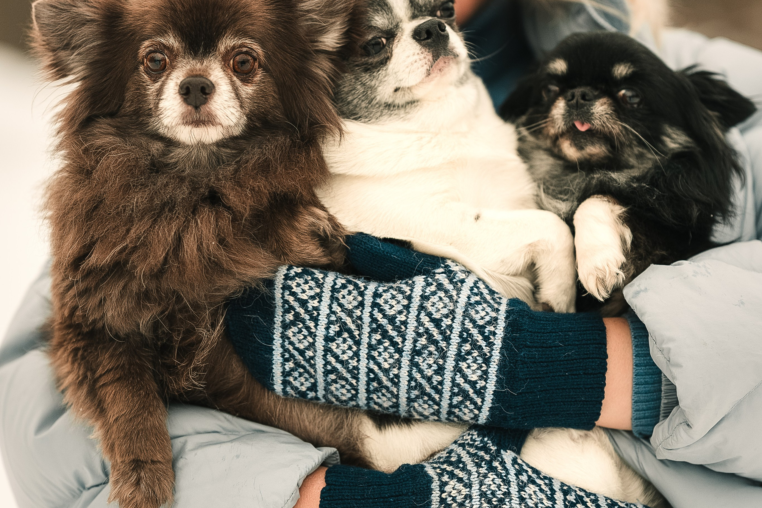 Елена, Тоша, Лиза и Поль