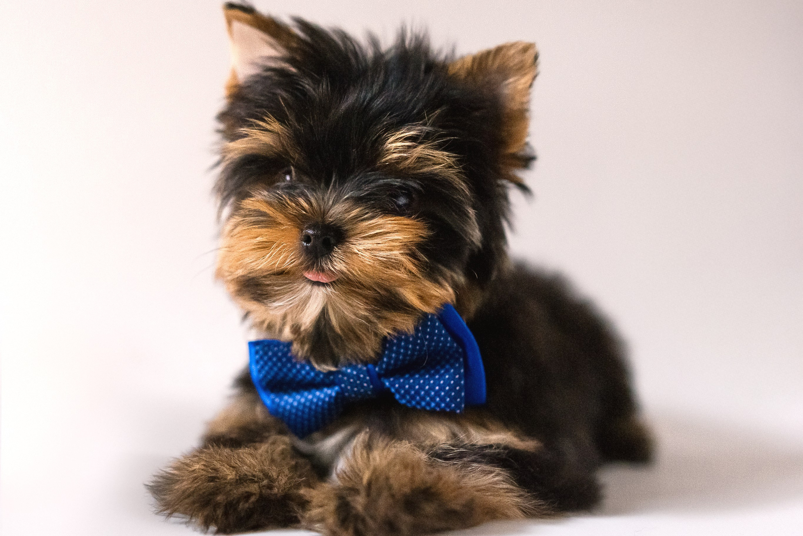 Съёмка щенков Москва