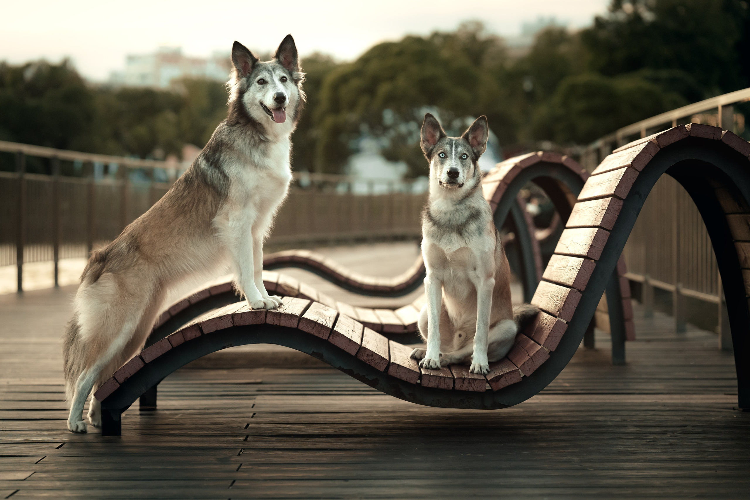 Вера, Лорочка и Вольт