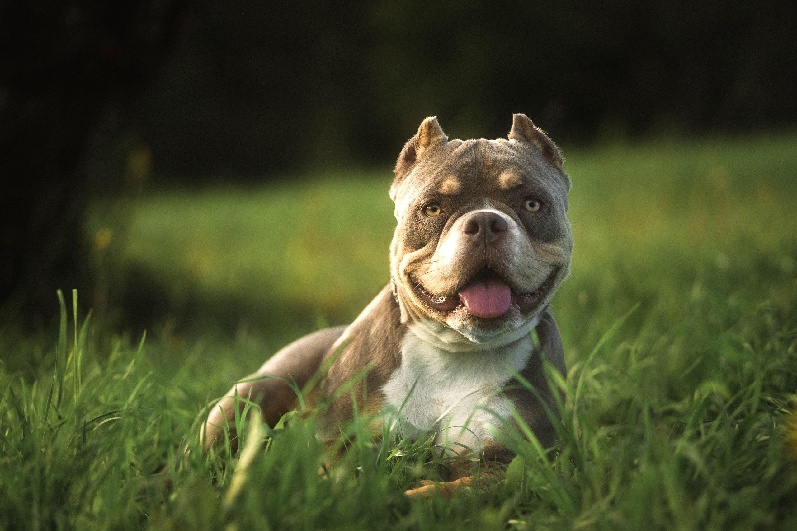 Фотограф-анималист город  Москва