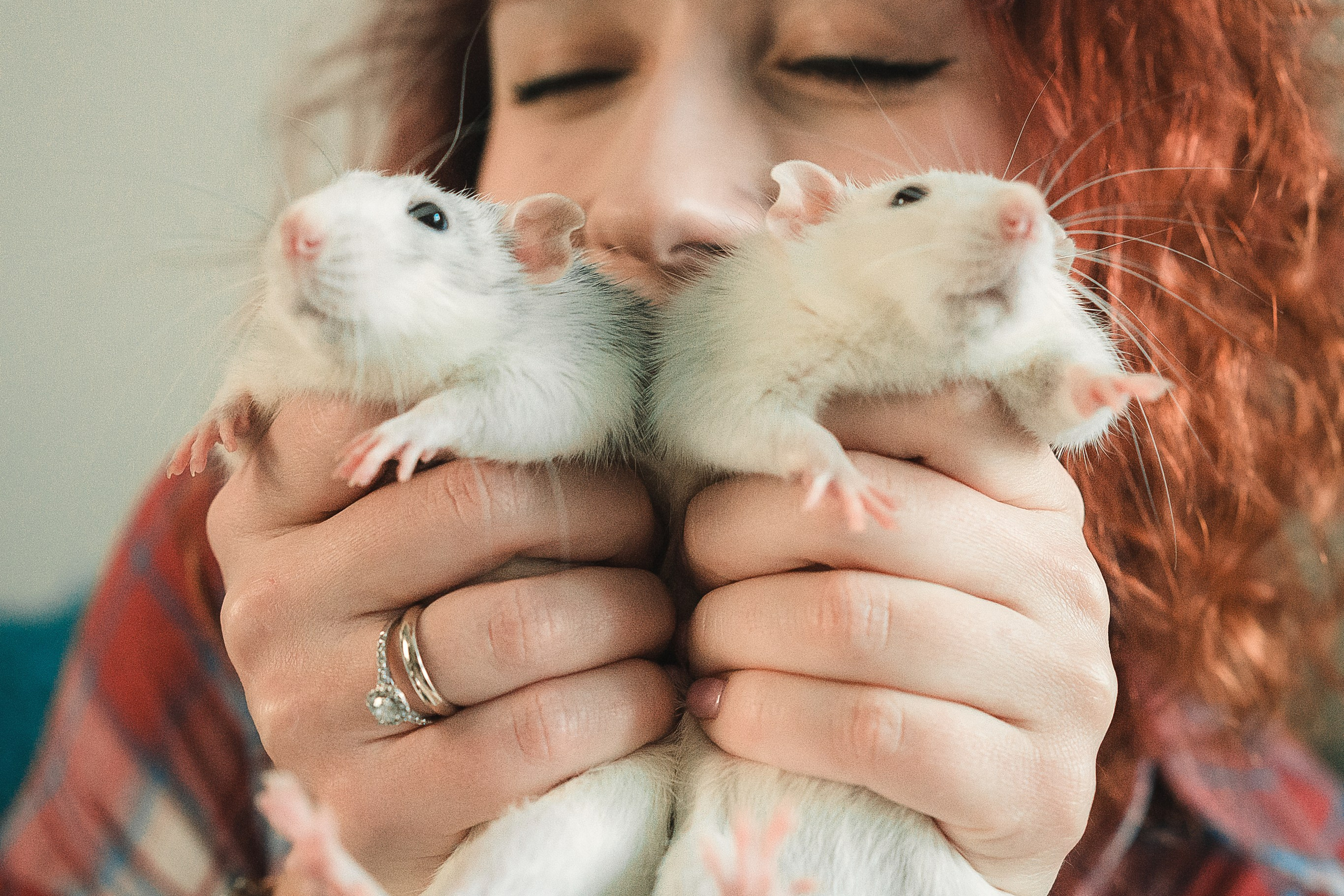 Домашняя история с крысиками