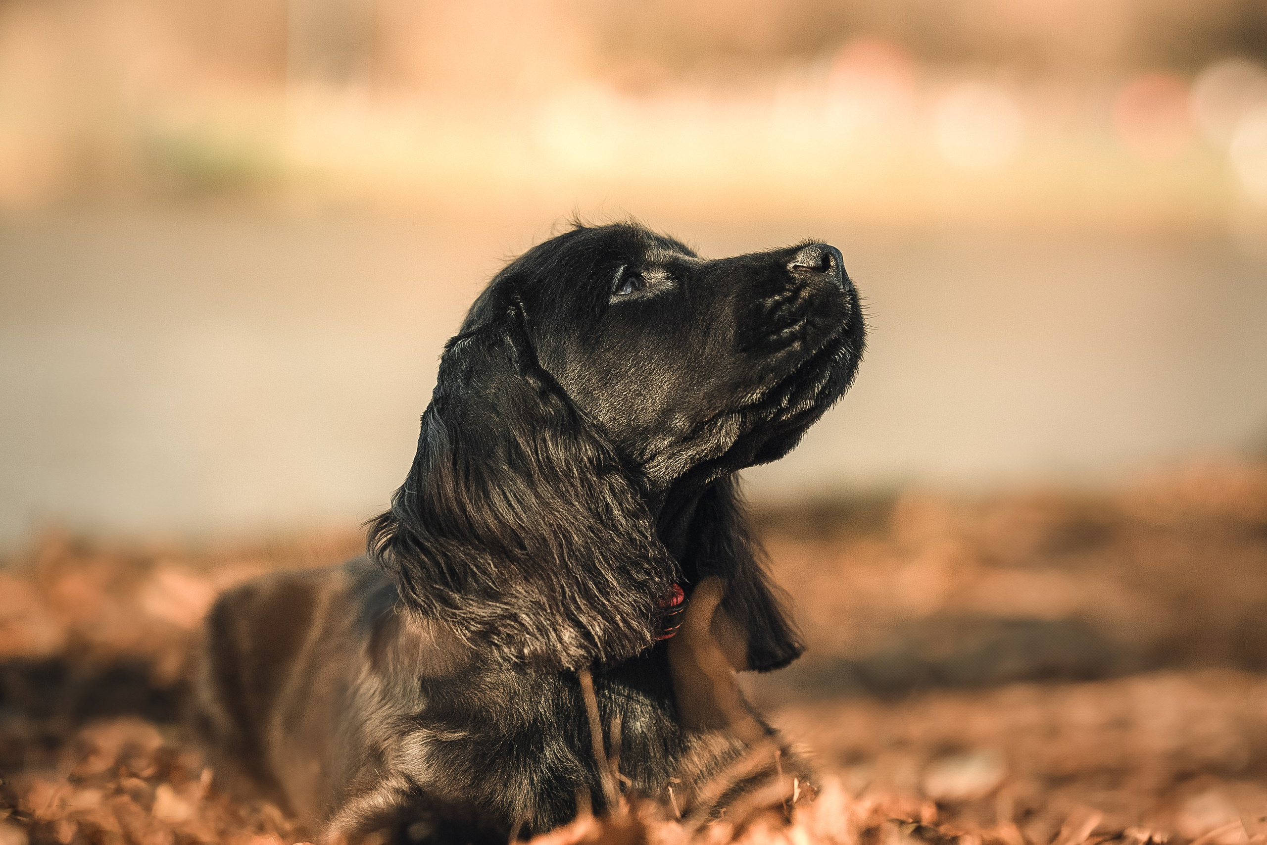 Спаниелька Мери