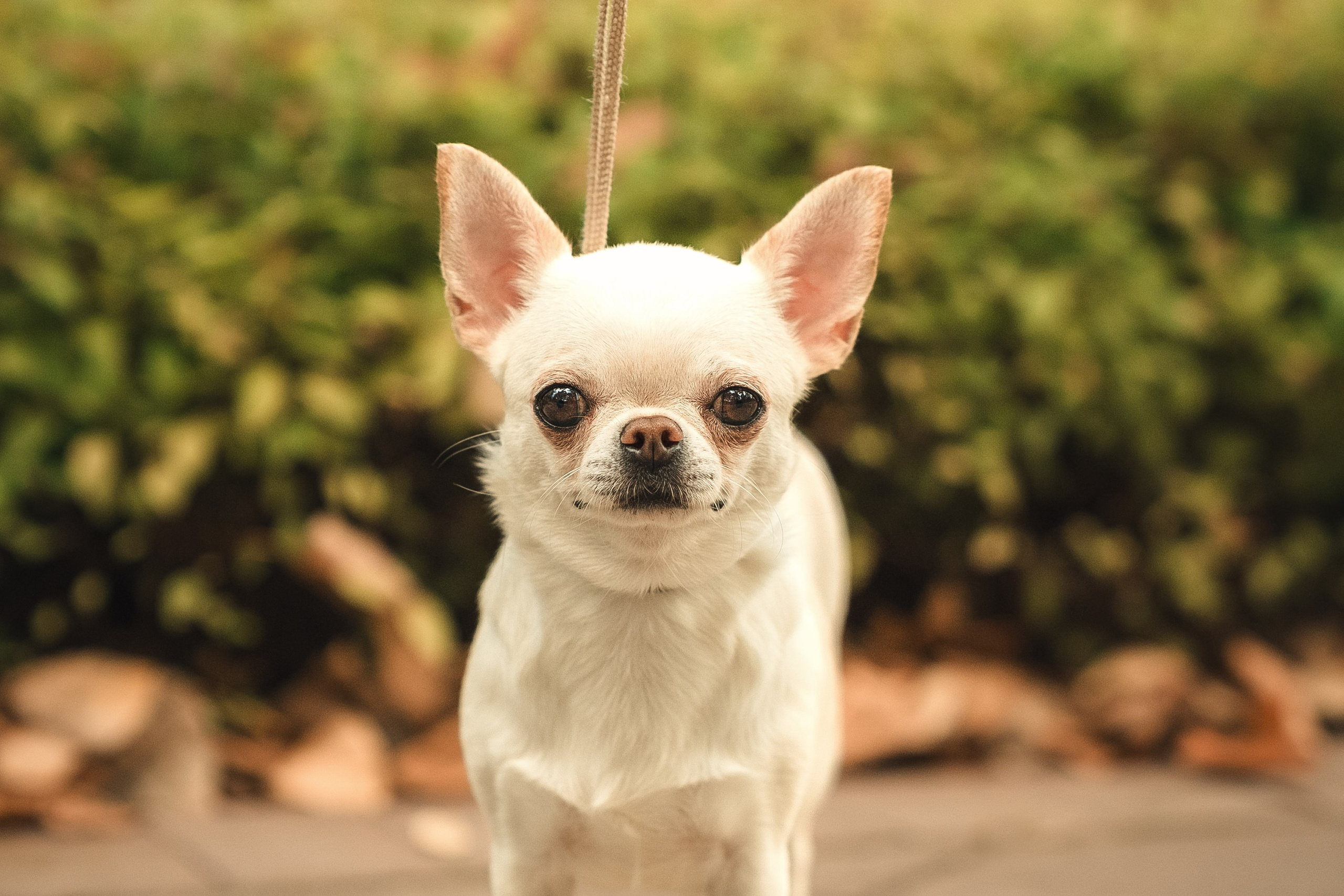 Чихуашечки