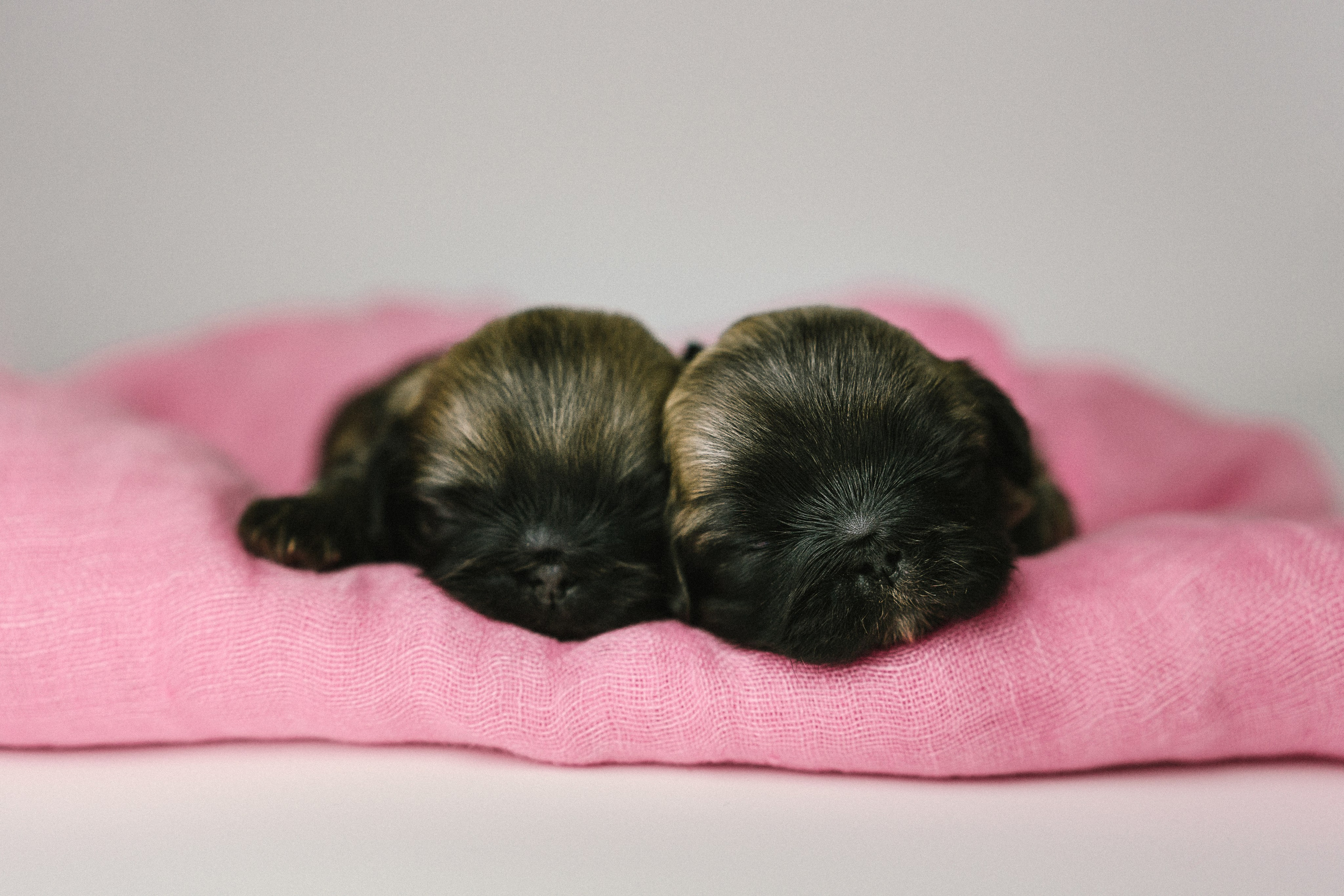 Съёмка щенков на продажу