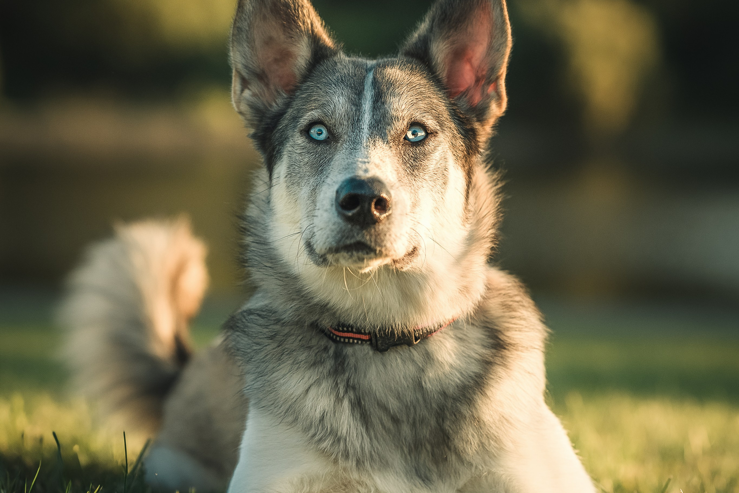 Красивые фотографии с собакой