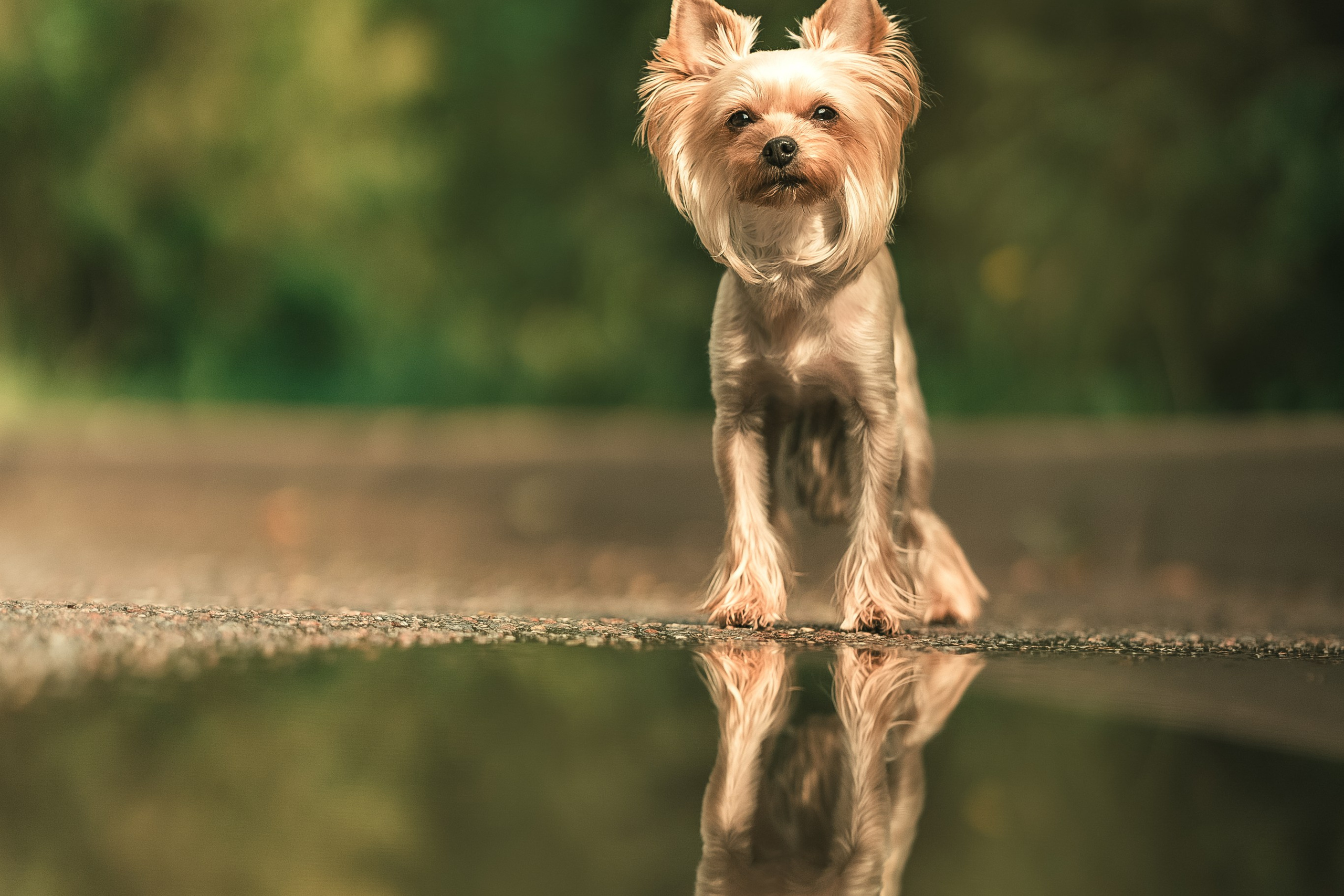 Съёмка в мае в цвтении яблонь с собакой