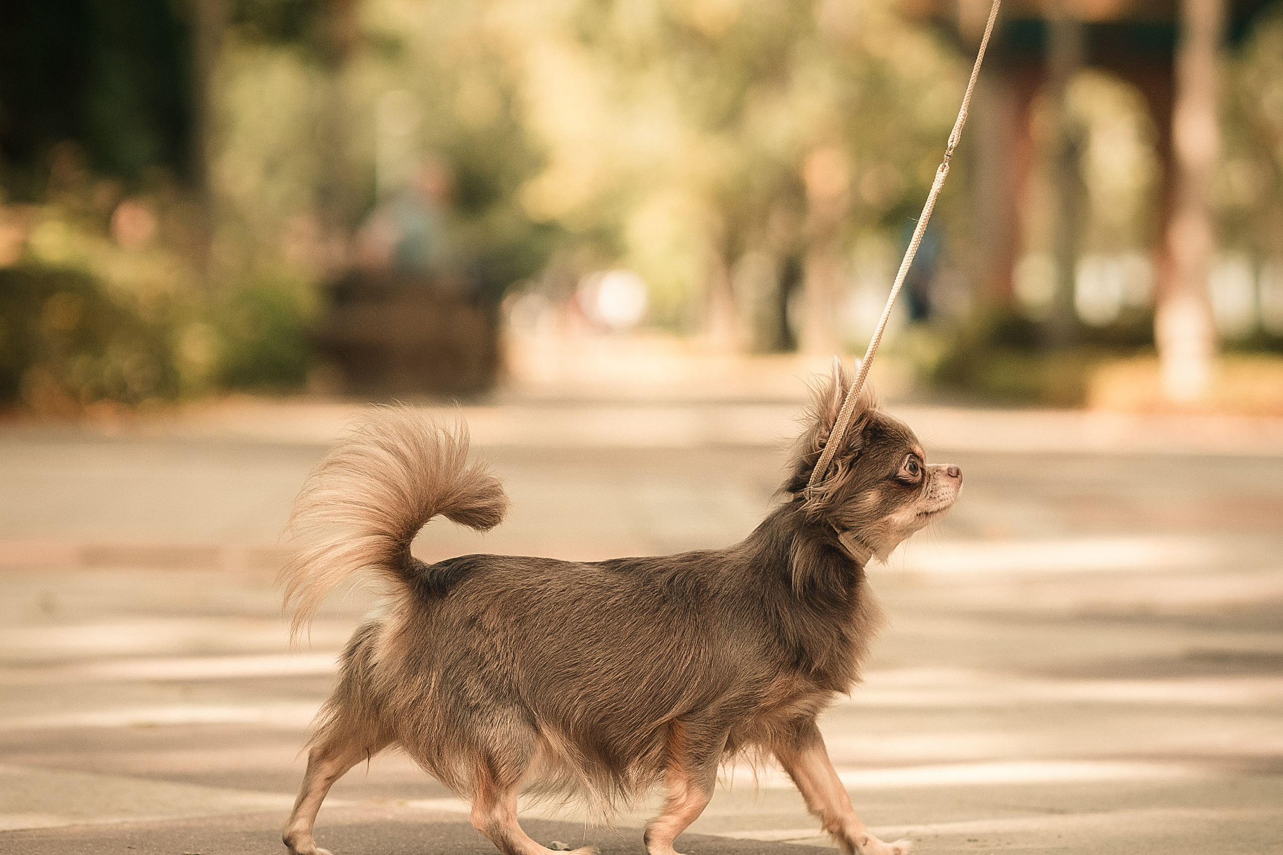 Чихуашечки