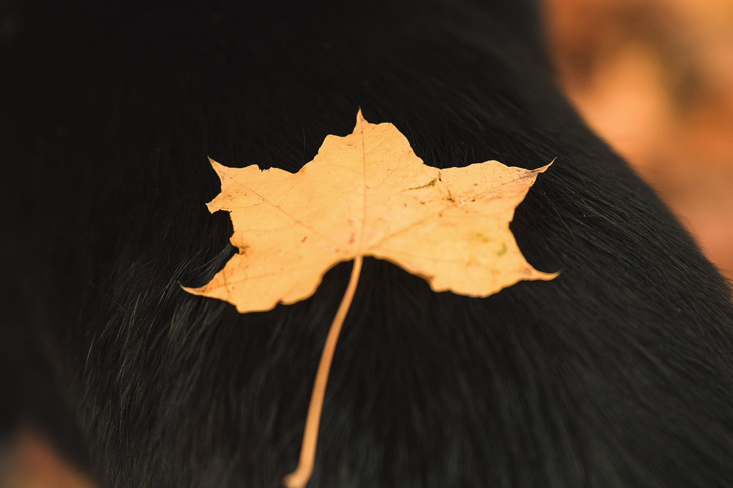 Полина, Антон и Наоми