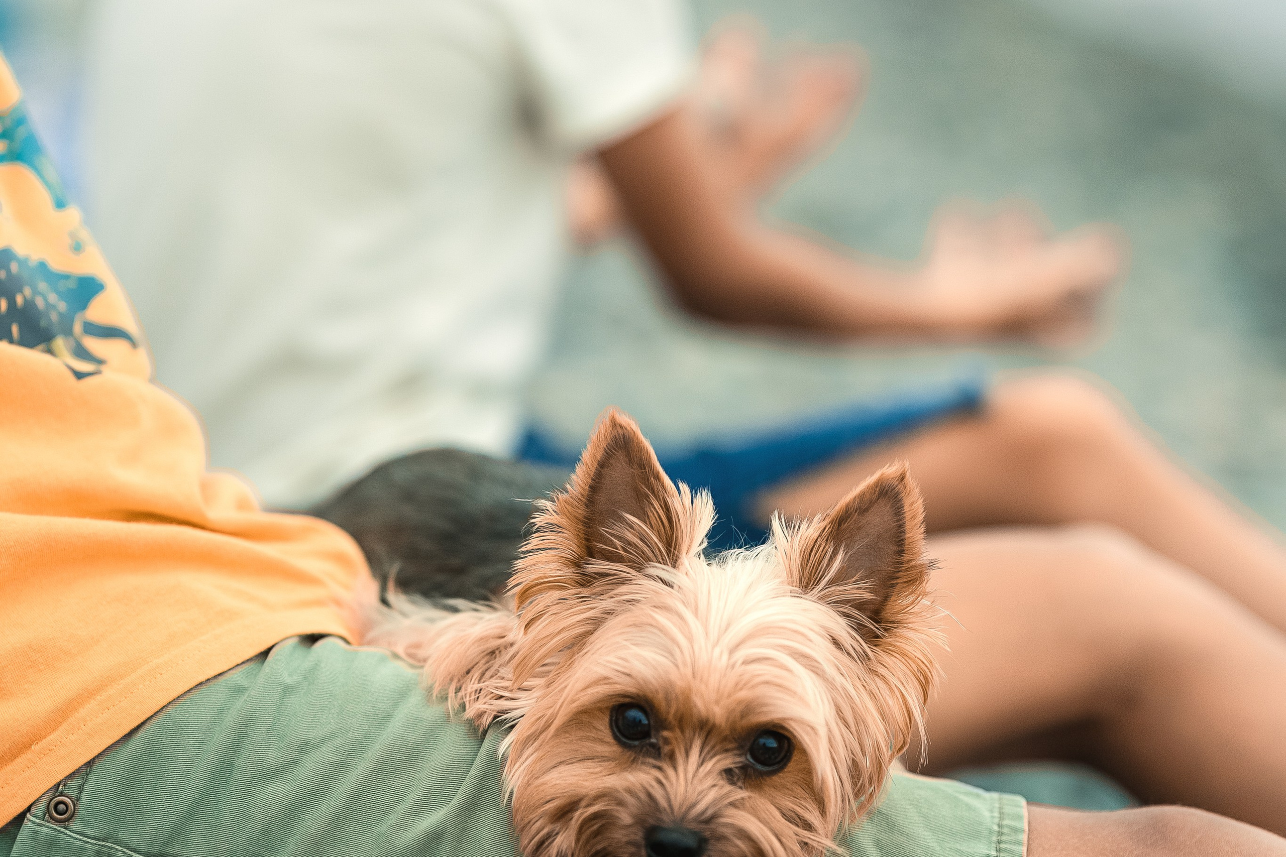 Фотограф анималист Москва